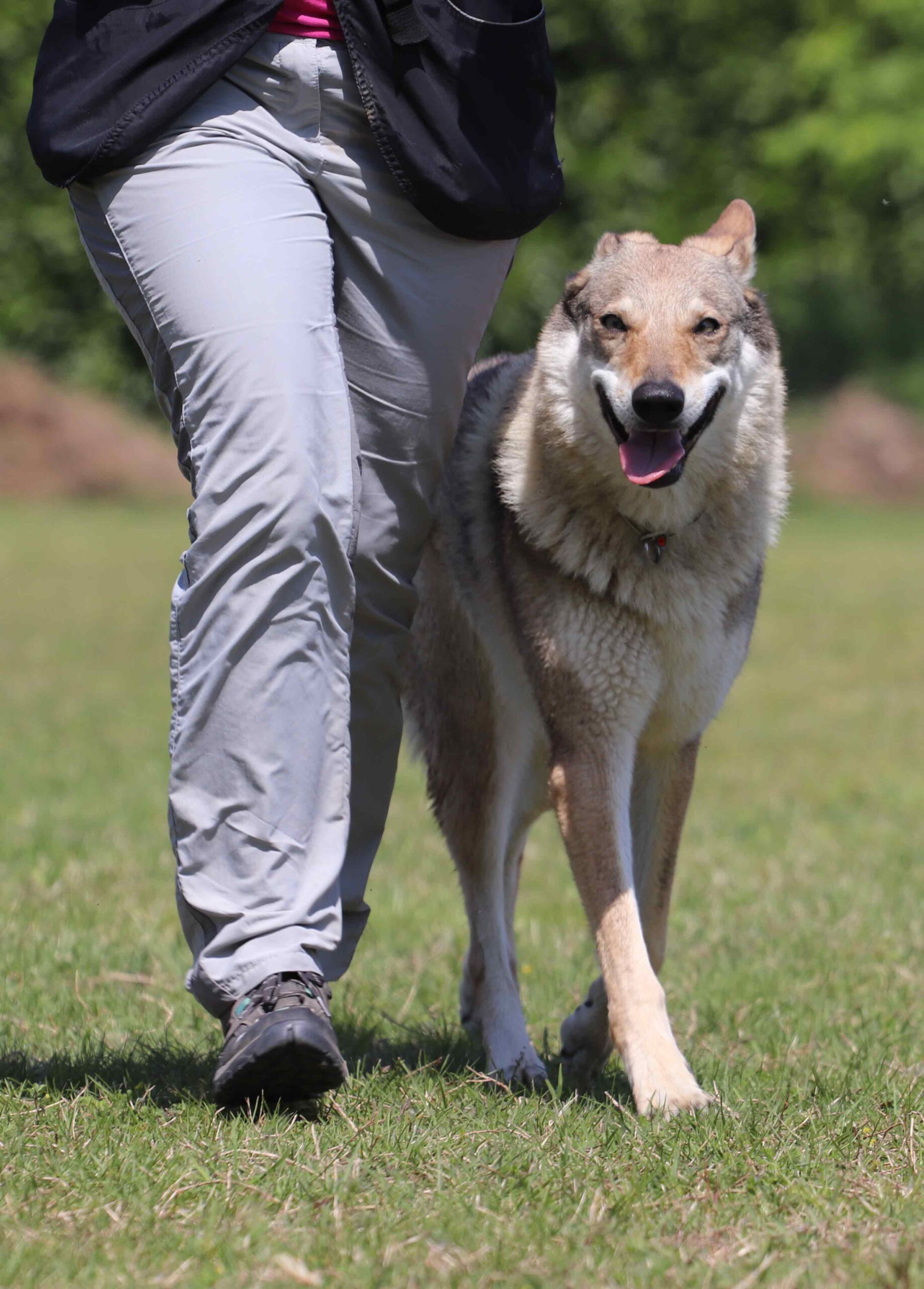 2843699921497480881-IMG-7808 Bee Bee Hatzumomo G'Pack Cane lupo cecoslovacco italia milano lombardia