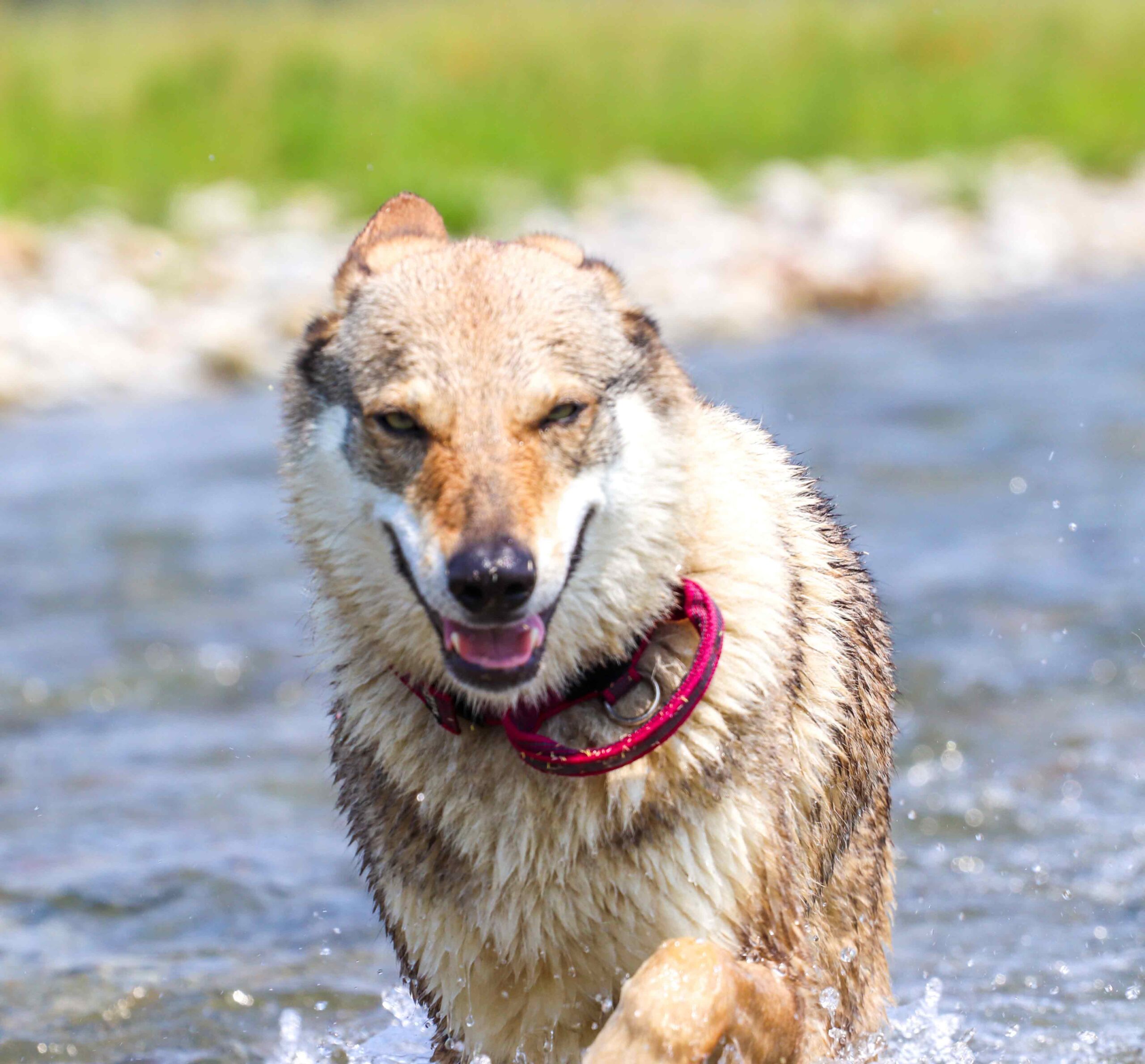 70F021C3-0EF5-403B-82AC-C7B6C2813E8B Bee Bee Hatzumomo G'Pack Cane lupo cecoslovacco italia milano lombardia