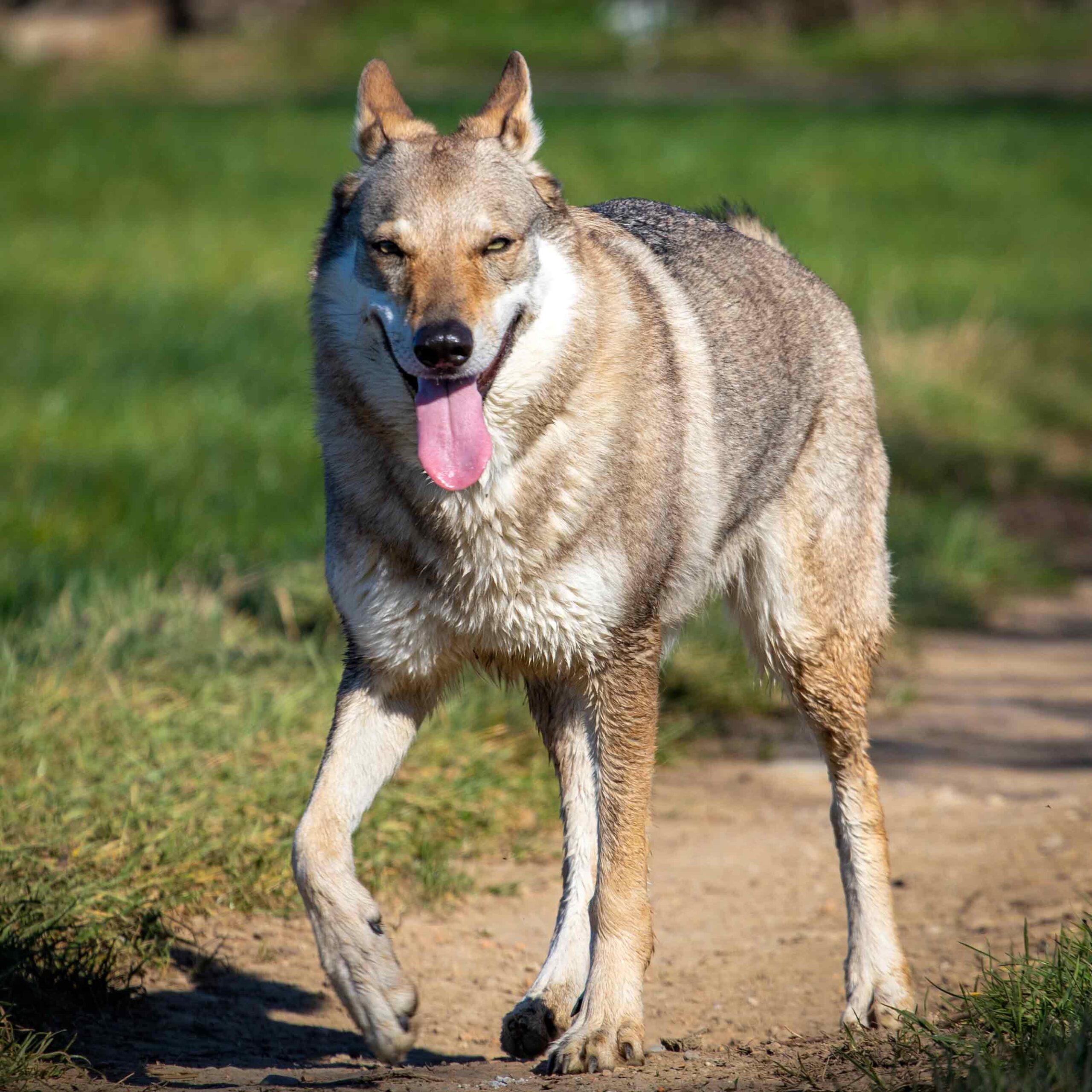 Allevamento cane lupo cecoslovacco milano lombardia