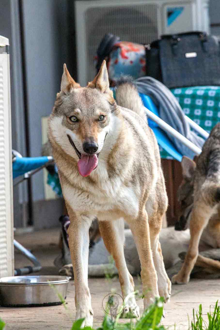 Bibi2 Bee Bee Hatzumomo G'Pack Cane lupo cecoslovacco italia milano lombardia