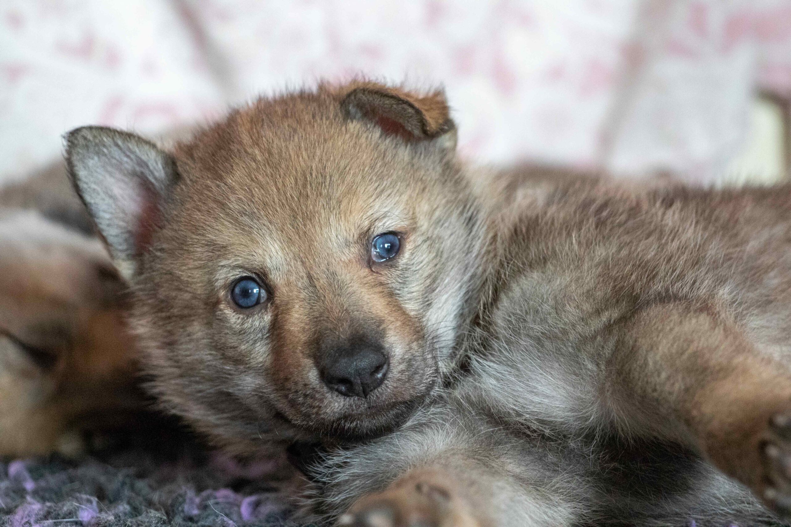 Allevamento cane lupo cecoslovacco milano lombardia