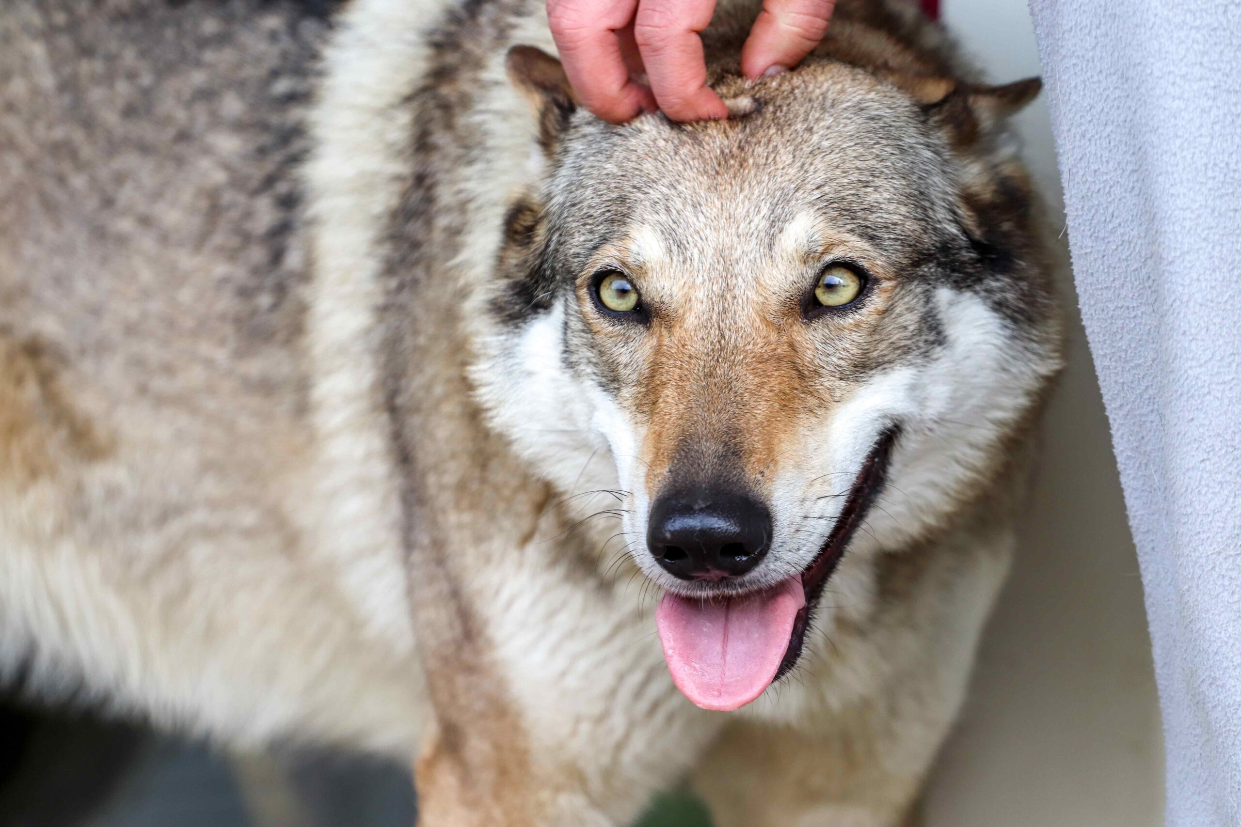 EBF10FF6-71AC-4C00-8B0A-636AE7D57944 Bee Bee Hatzumomo G'Pack Cane lupo cecoslovacco italia milano lombardia