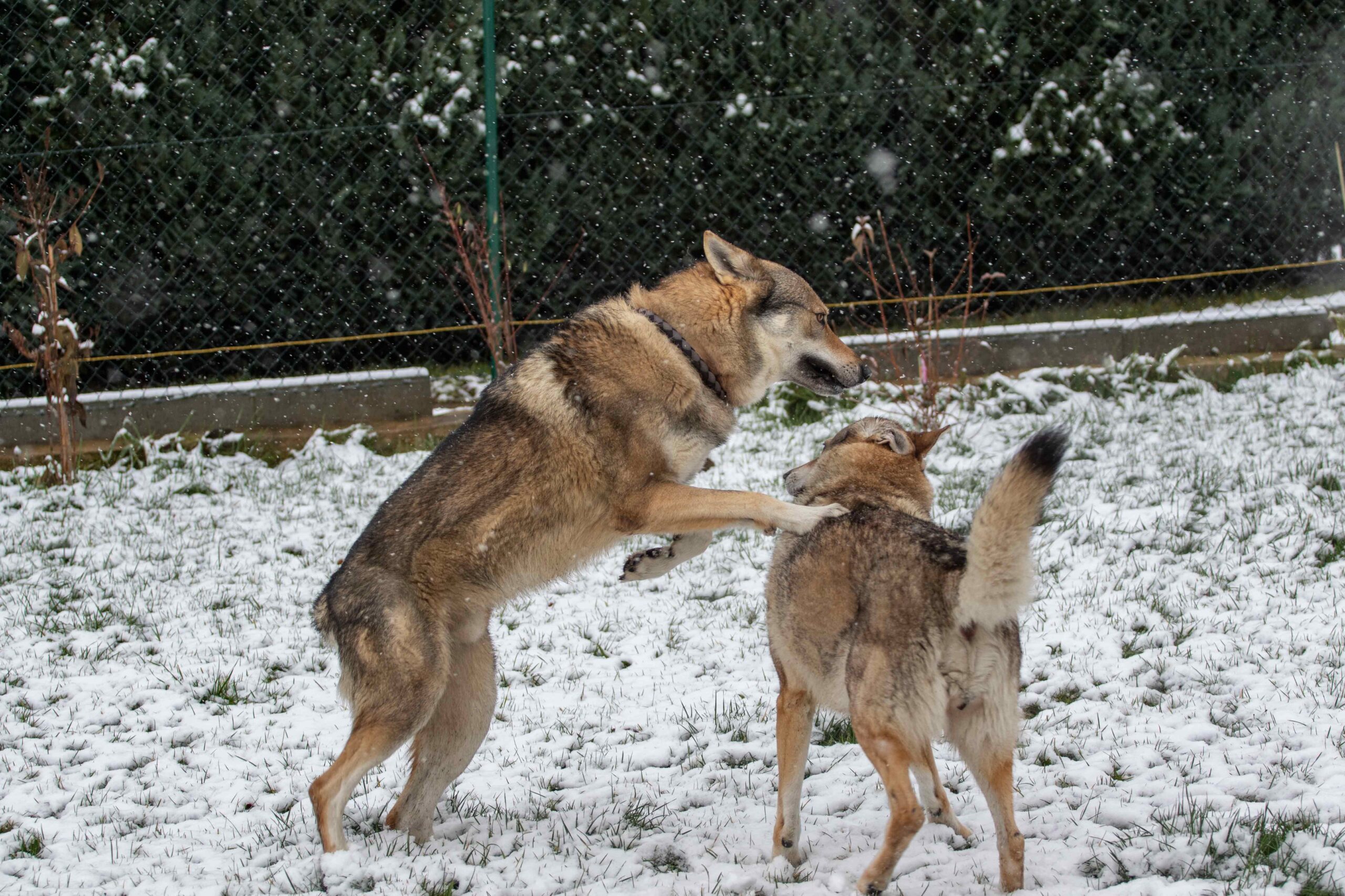 EH9A8807 Cane lupo cecoslovacco italia milano lombardia cuccioli cucciolata