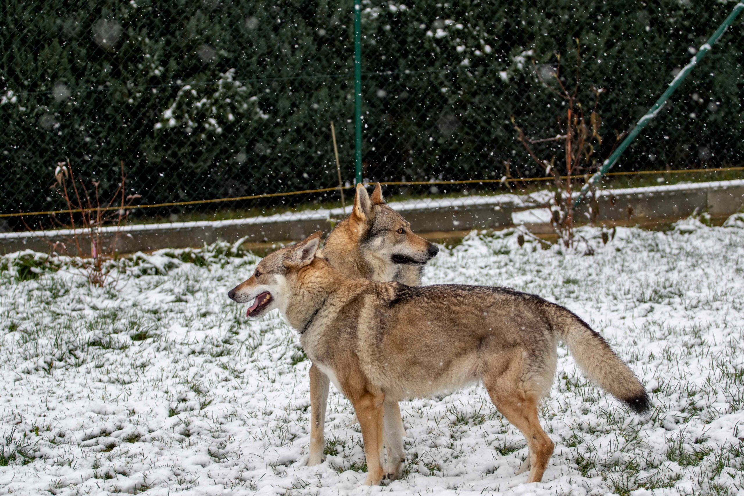 Cane lupo cecoslovacco italia milano lombardia cuccioli cucciolata