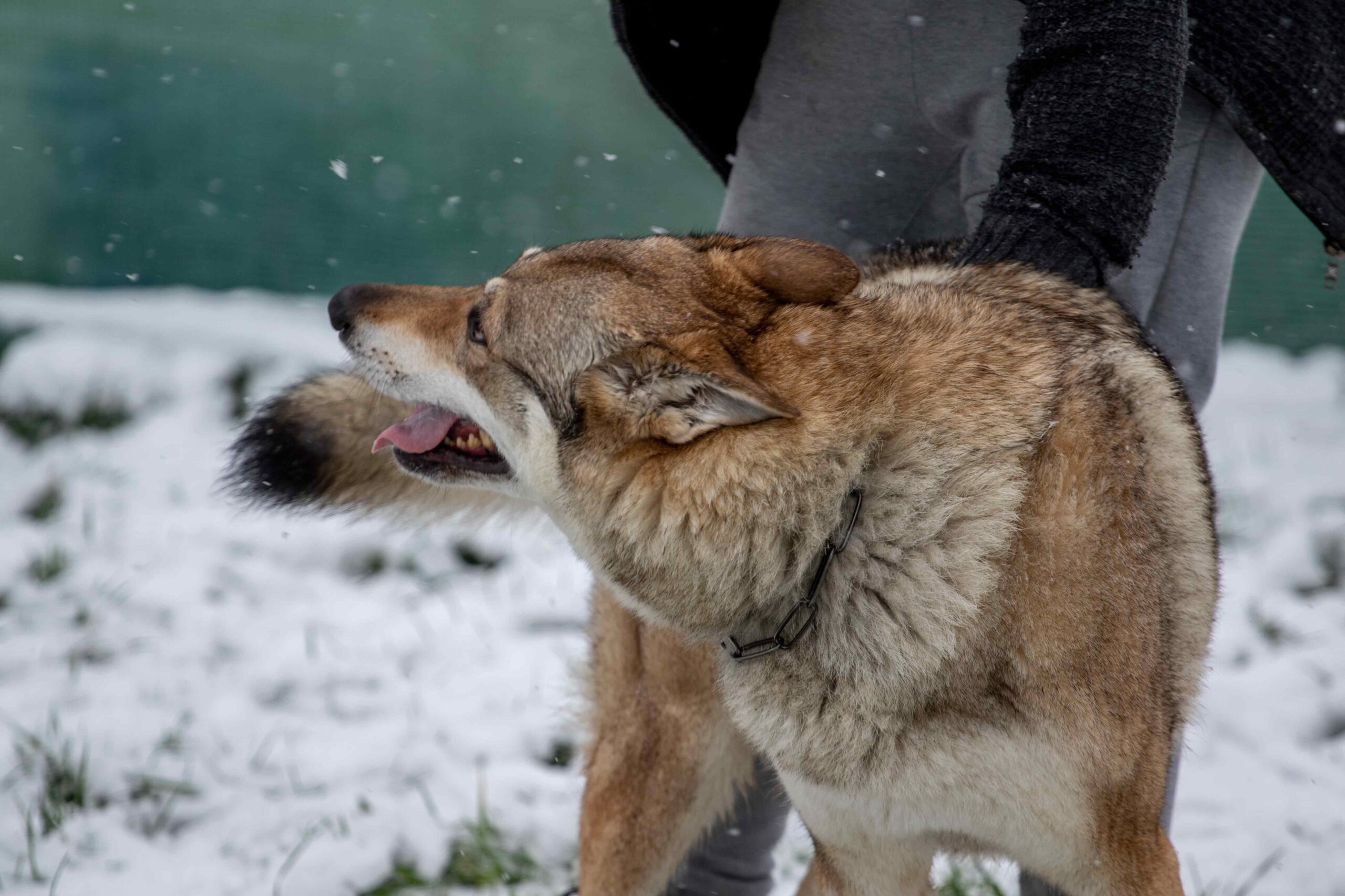 EH9A8970 Cane lupo cecoslovacco italia milano lombardia cuccioli cucciolata