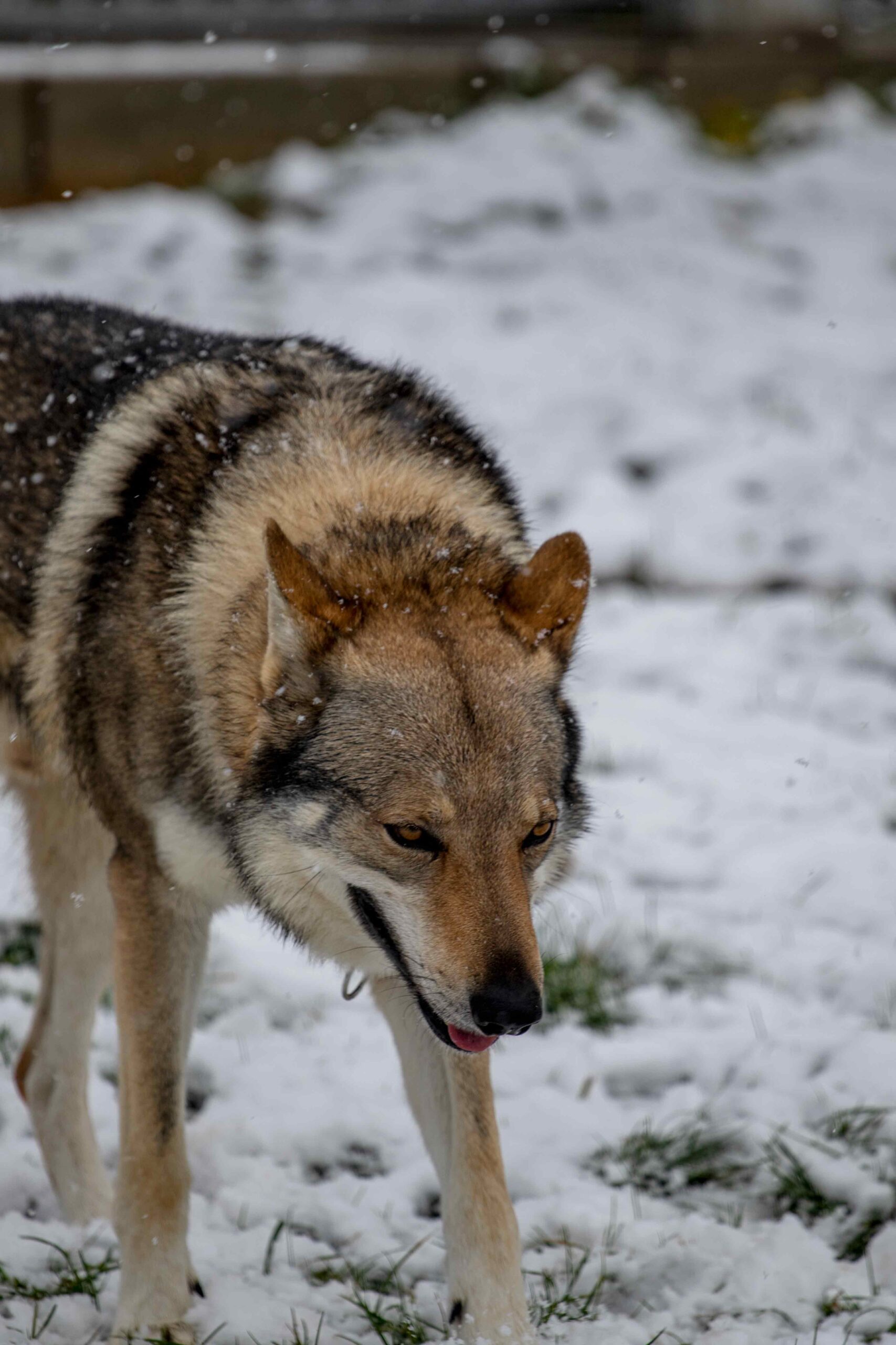 EH9A9096 Cane lupo cecoslovacco italia milano lombardia cuccioli cucciolata