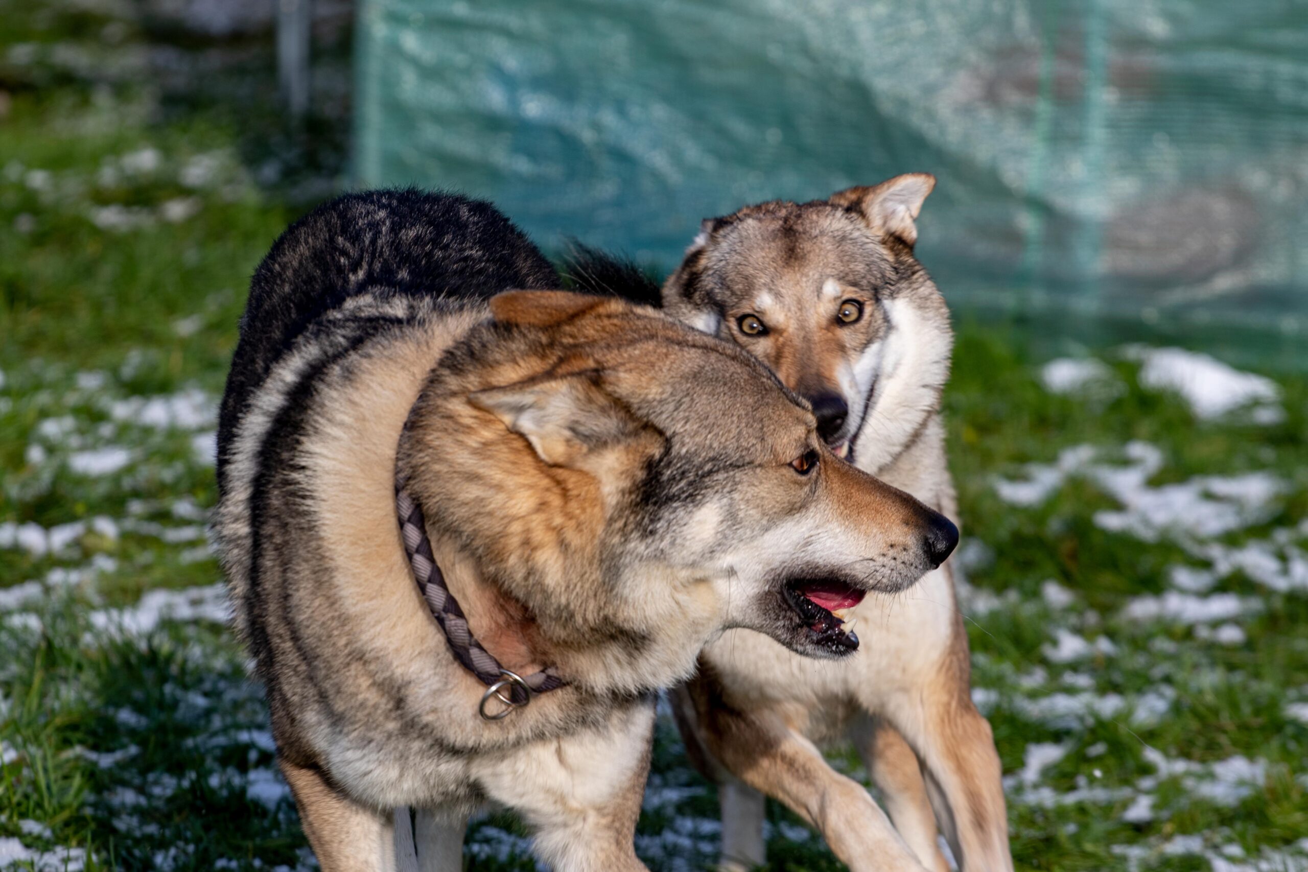 EH9A9309 Cane lupo cecoslovacco italia milano lombardia cuccioli cucciolata