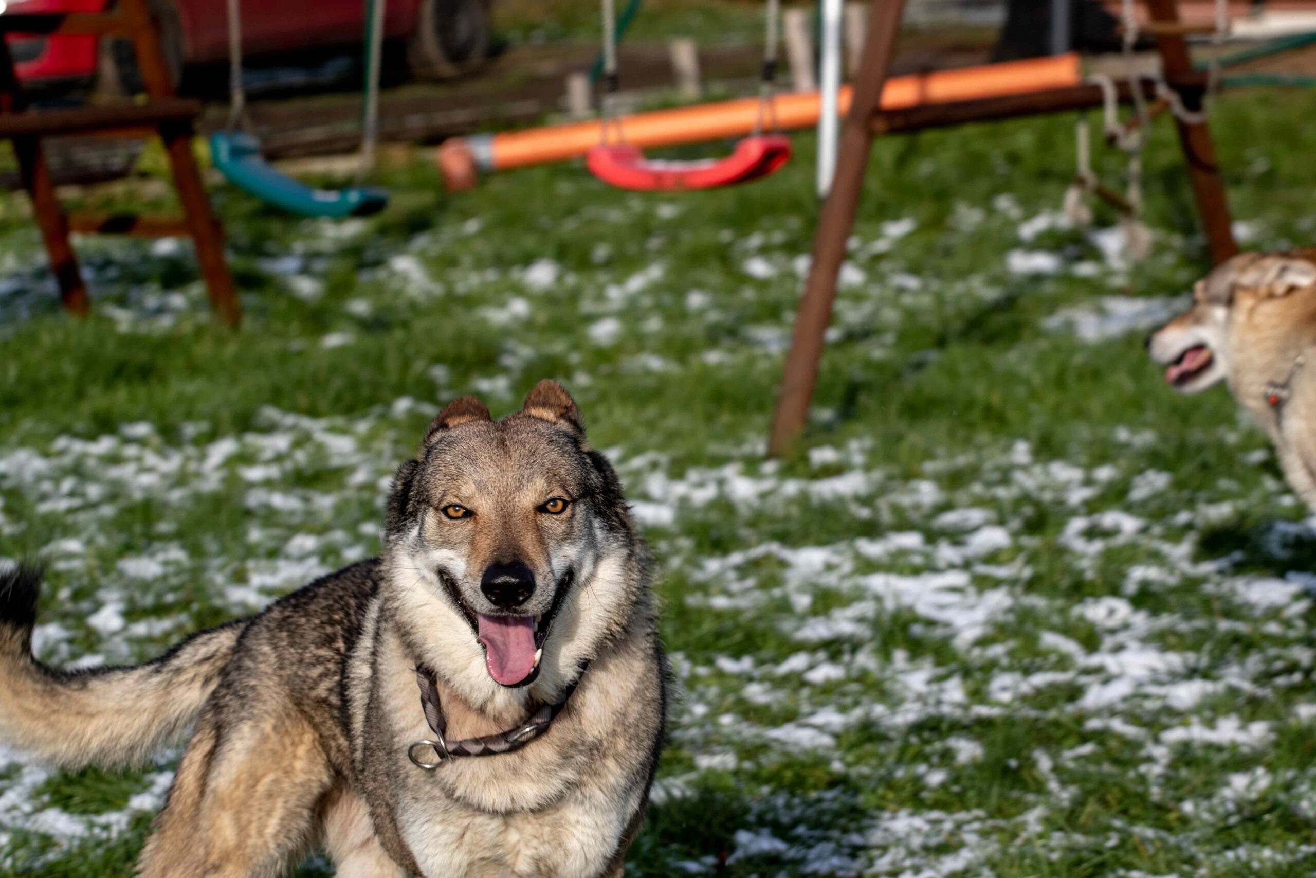 EH9A9335 Cane lupo cecoslovacco italia milano lombardia cuccioli cucciolata