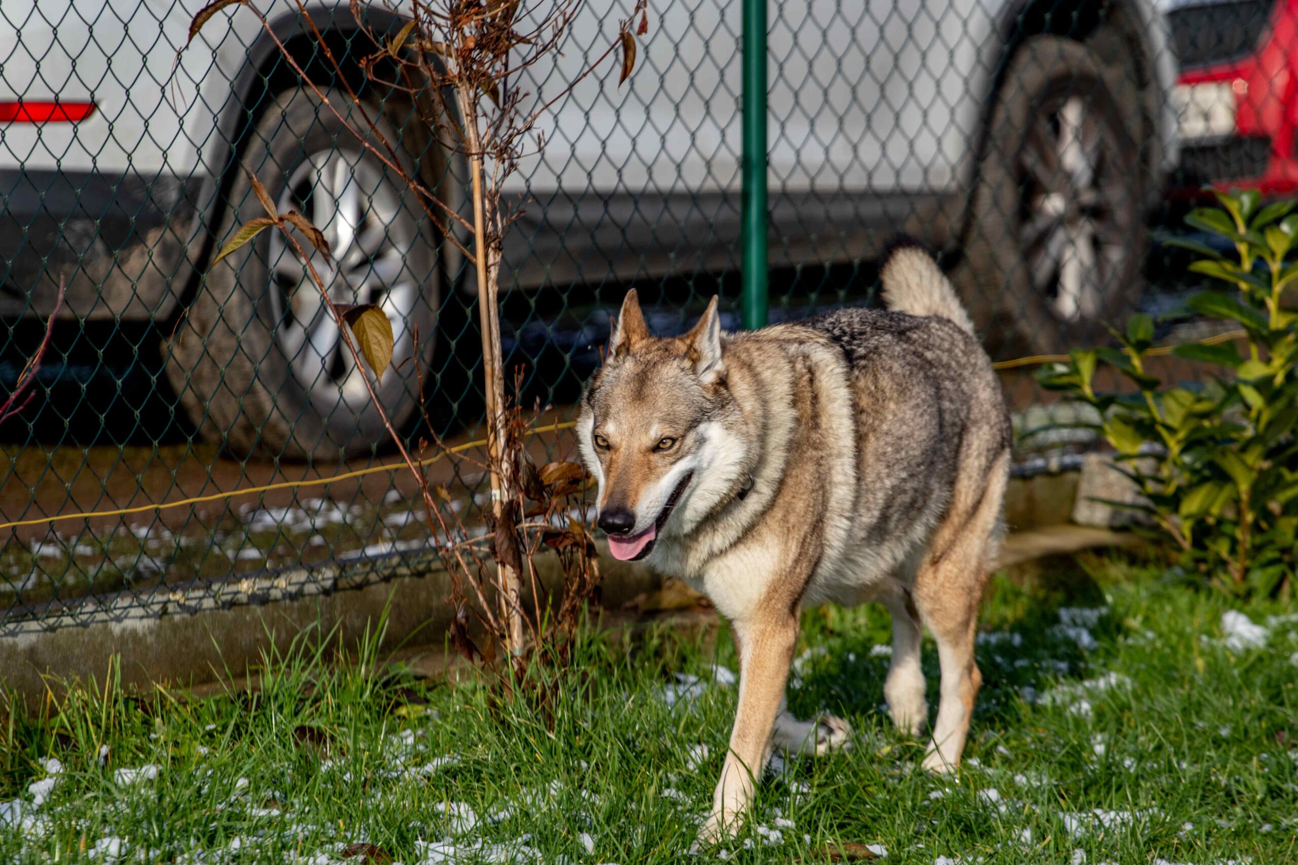 EH9A9340 Cane lupo cecoslovacco italia milano lombardia cuccioli cucciolata