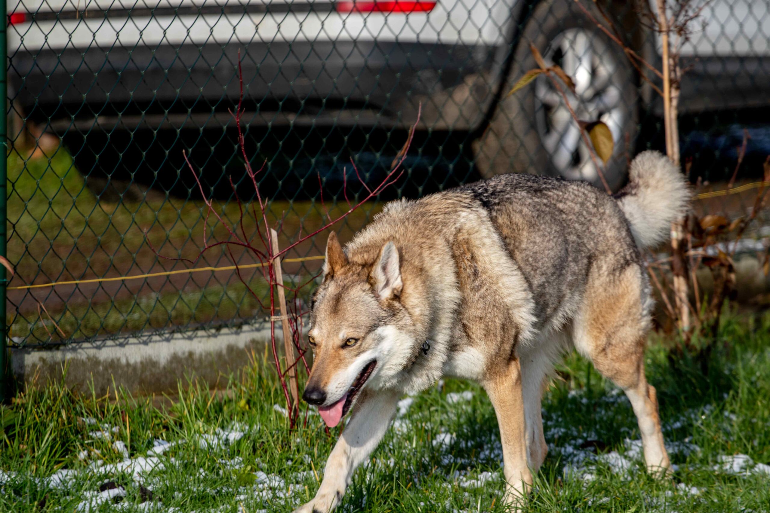 EH9A9341 Cane lupo cecoslovacco italia milano lombardia cuccioli cucciolata
