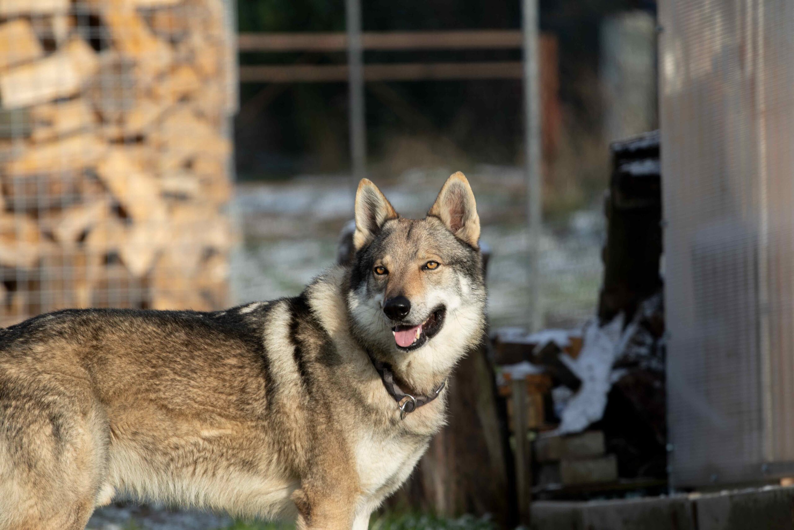 EH9A9870 Cane lupo cecoslovacco italia milano lombardia cuccioli cucciolata
