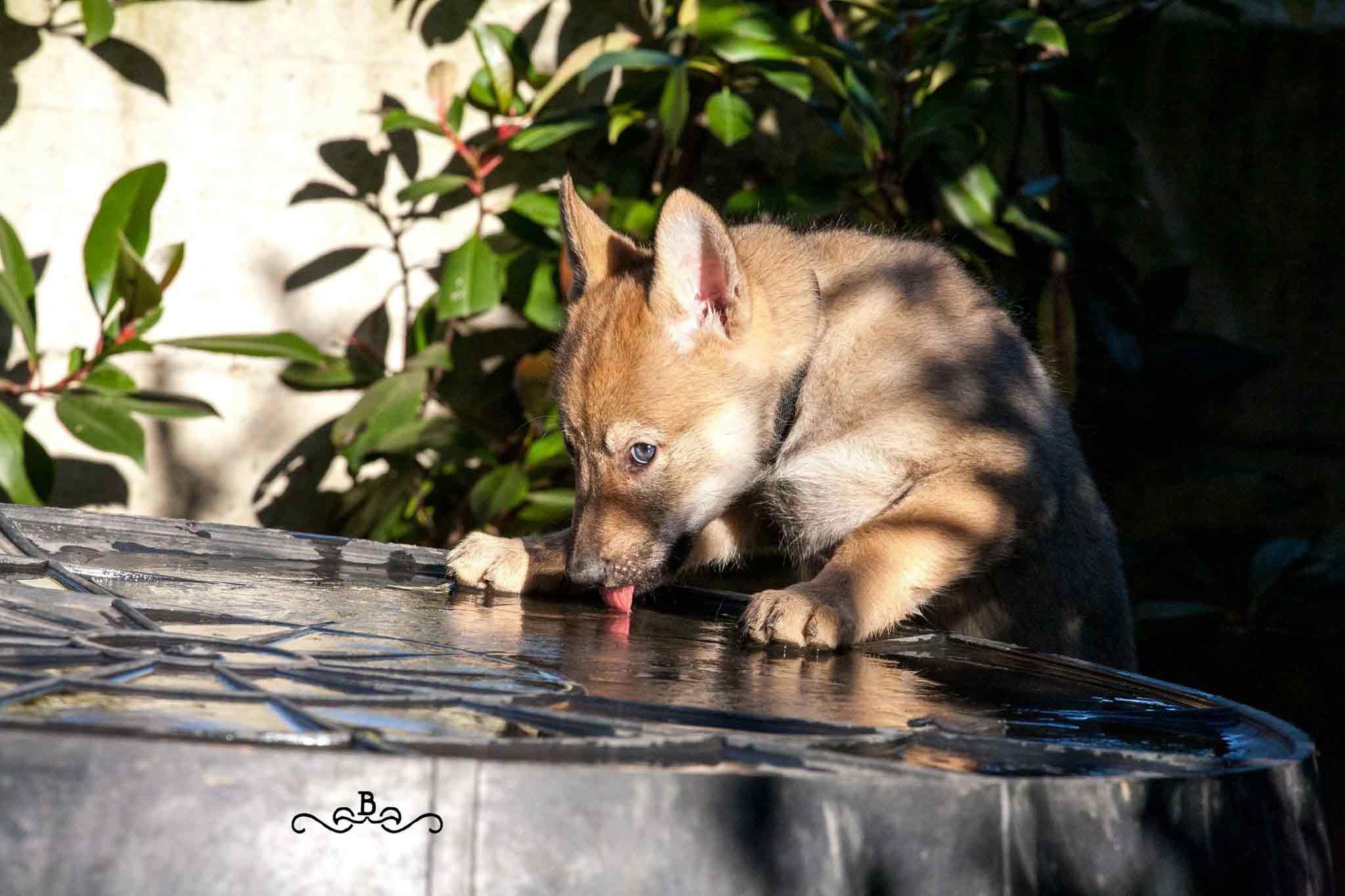 Allevamento cane lupo cecoslovacco milano lombardia