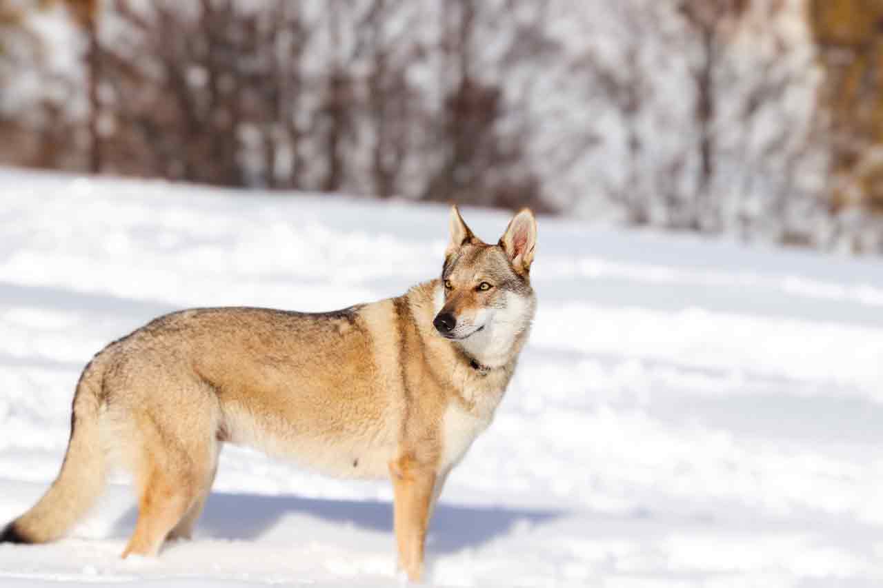 bibi-footer Allevamento cane lupo cecoslovacco milano lombardia