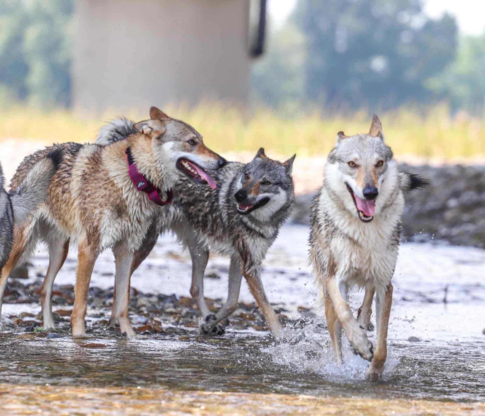 Allevamento cane lupo cecoslovacco milano lombardia