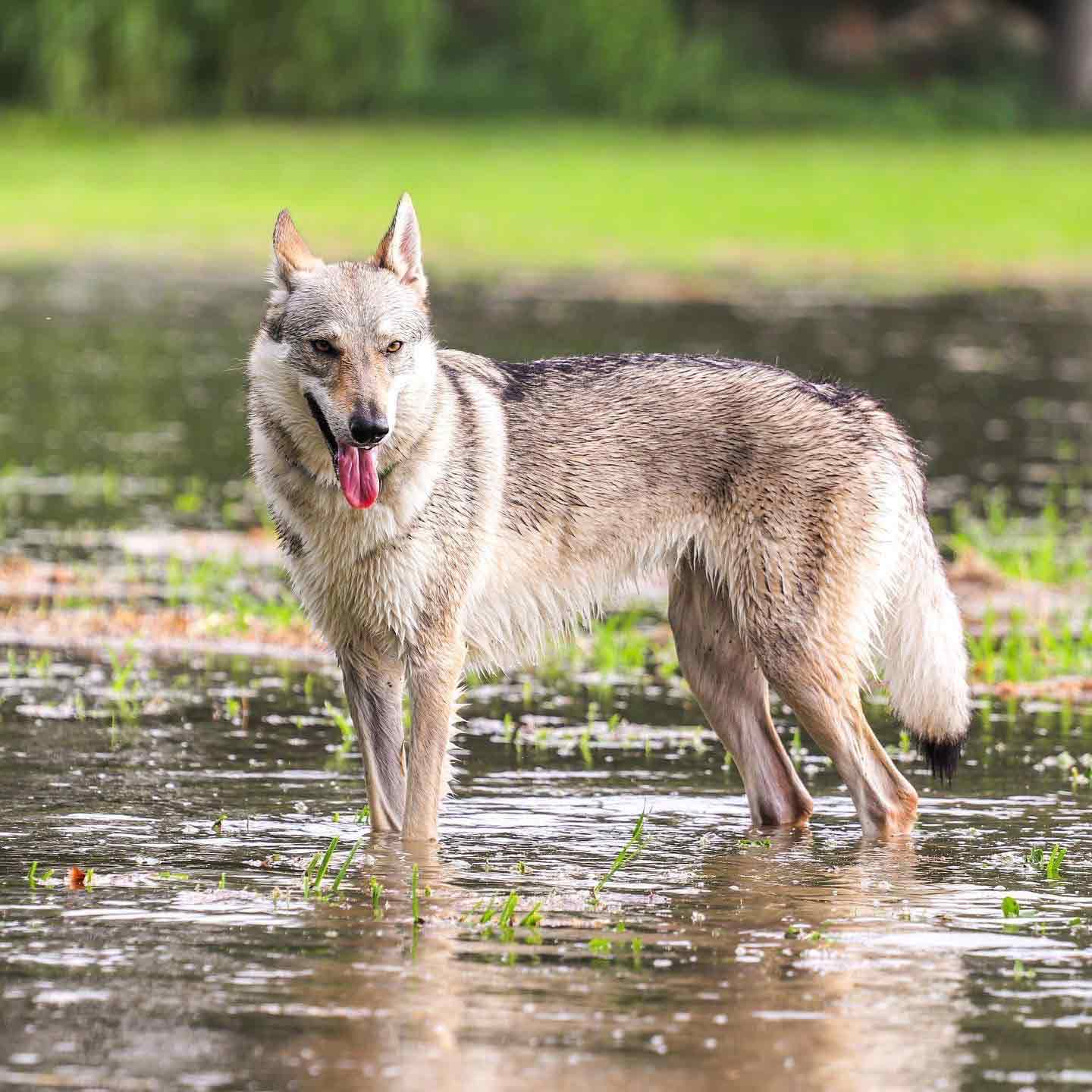 Allevamento cane lupo cecoslovacco milano lombardia