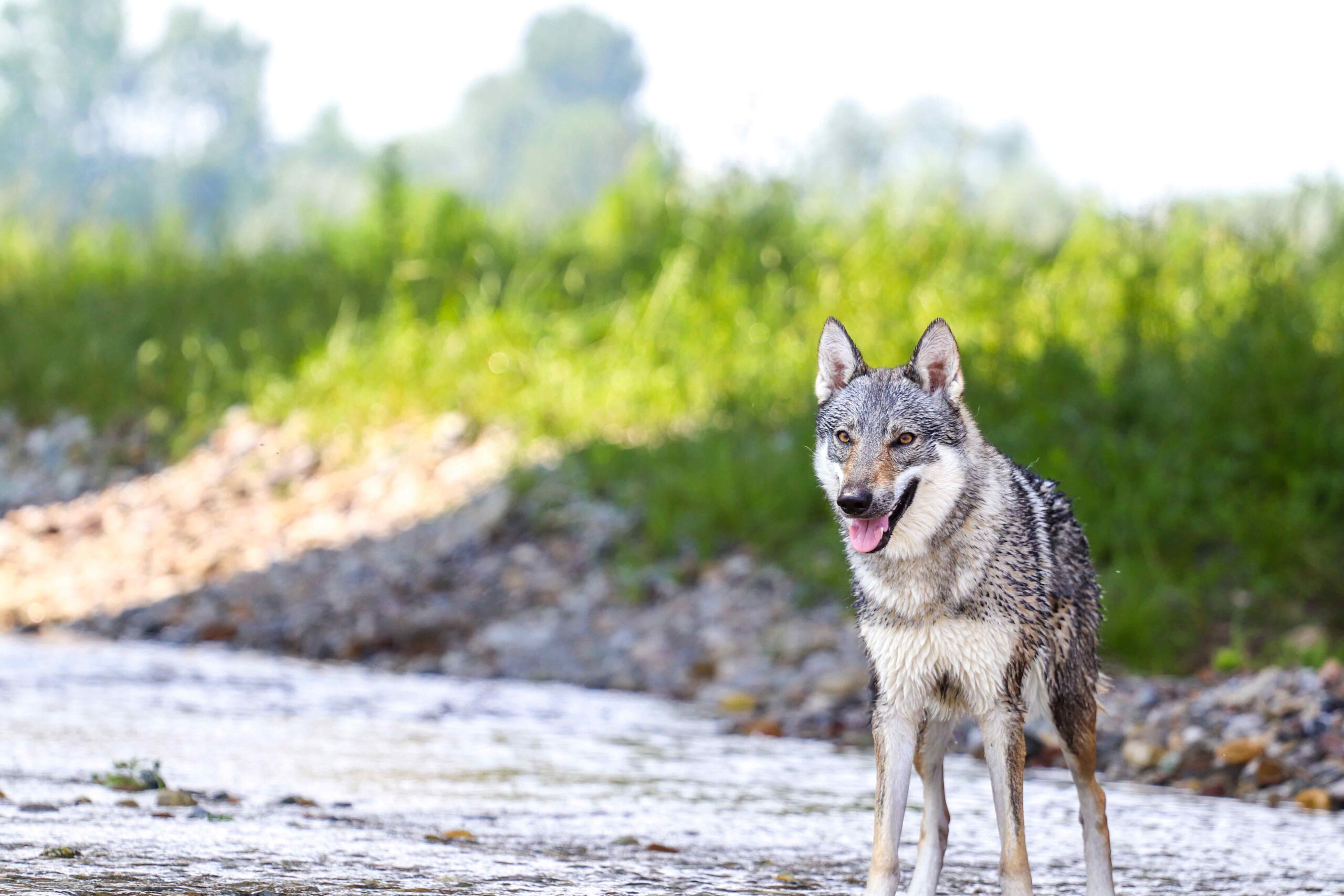 Allevamento cane lupo cecoslovacco milano lombardia