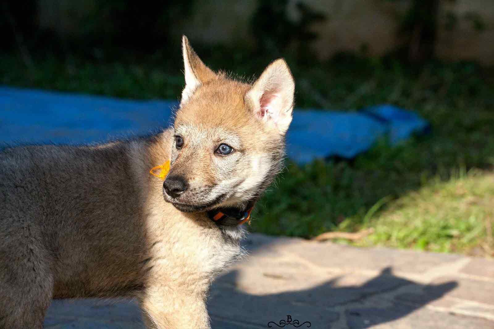 Allevamento cane lupo cecoslovacco milano lombardia