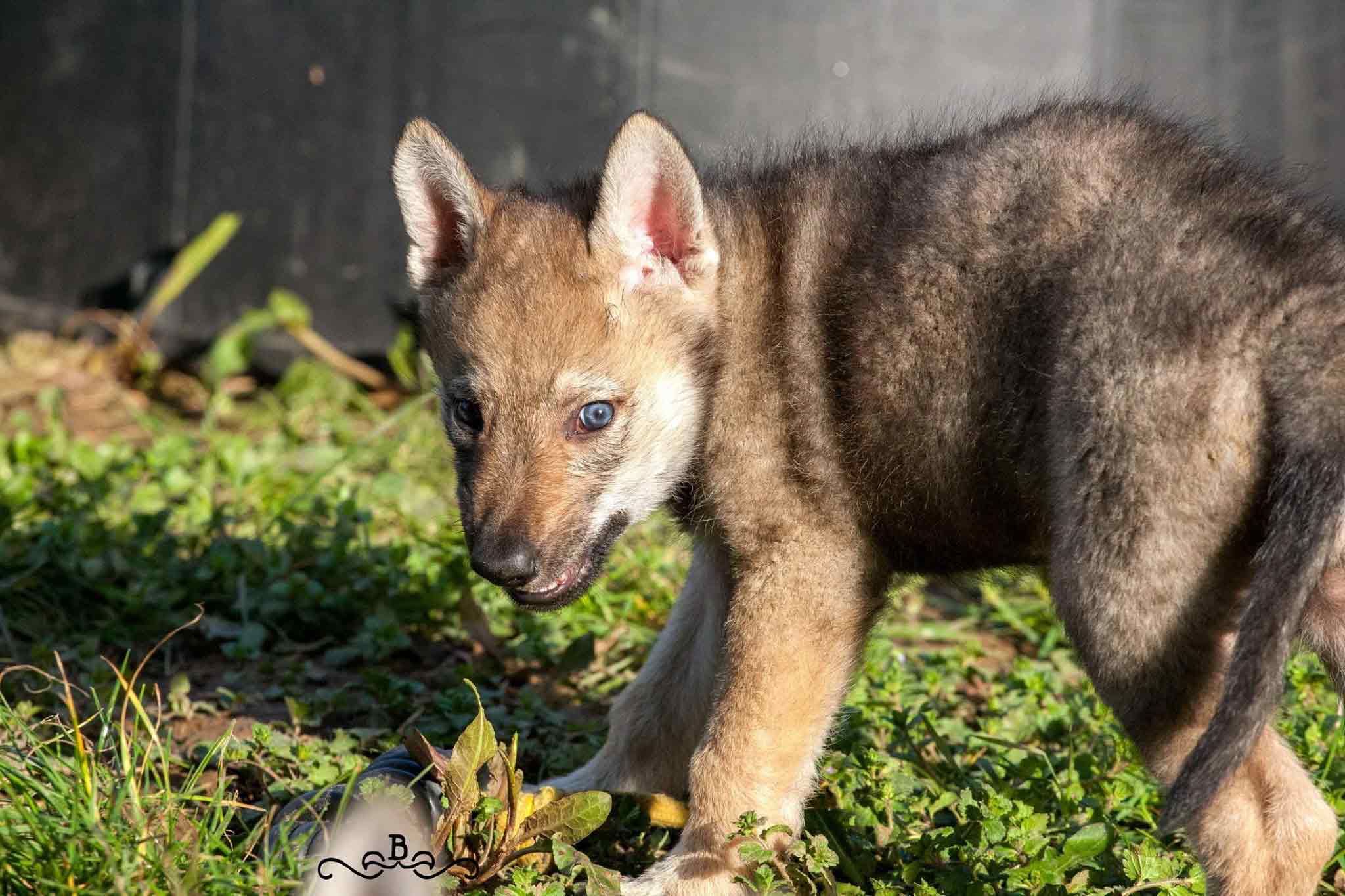 Allevamento cane lupo cecoslovacco milano lombardia
