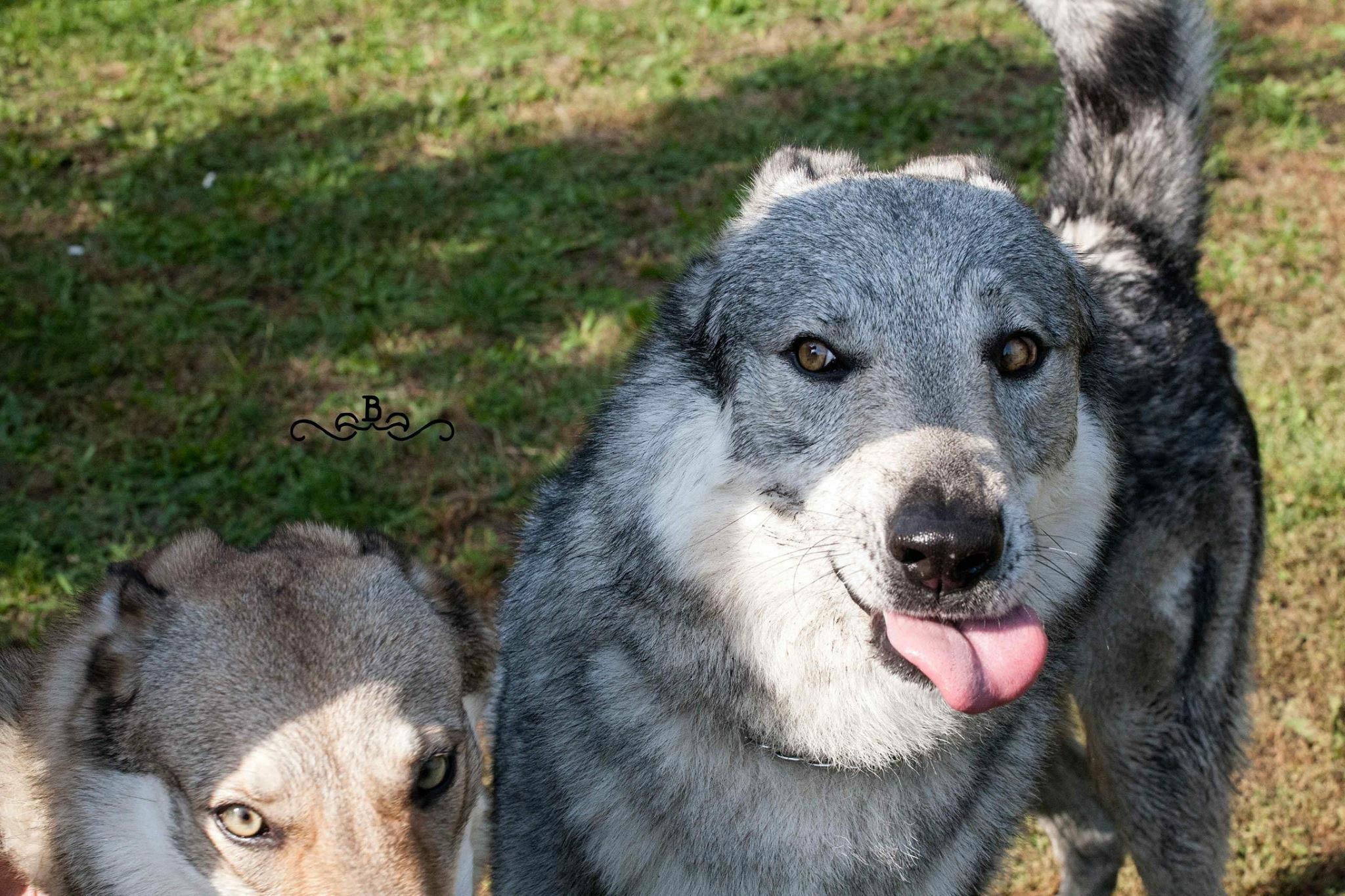 20171031_104257785_iOS Cane lupo cecoslovacco italia milano lombardia cuccioli cucciolata