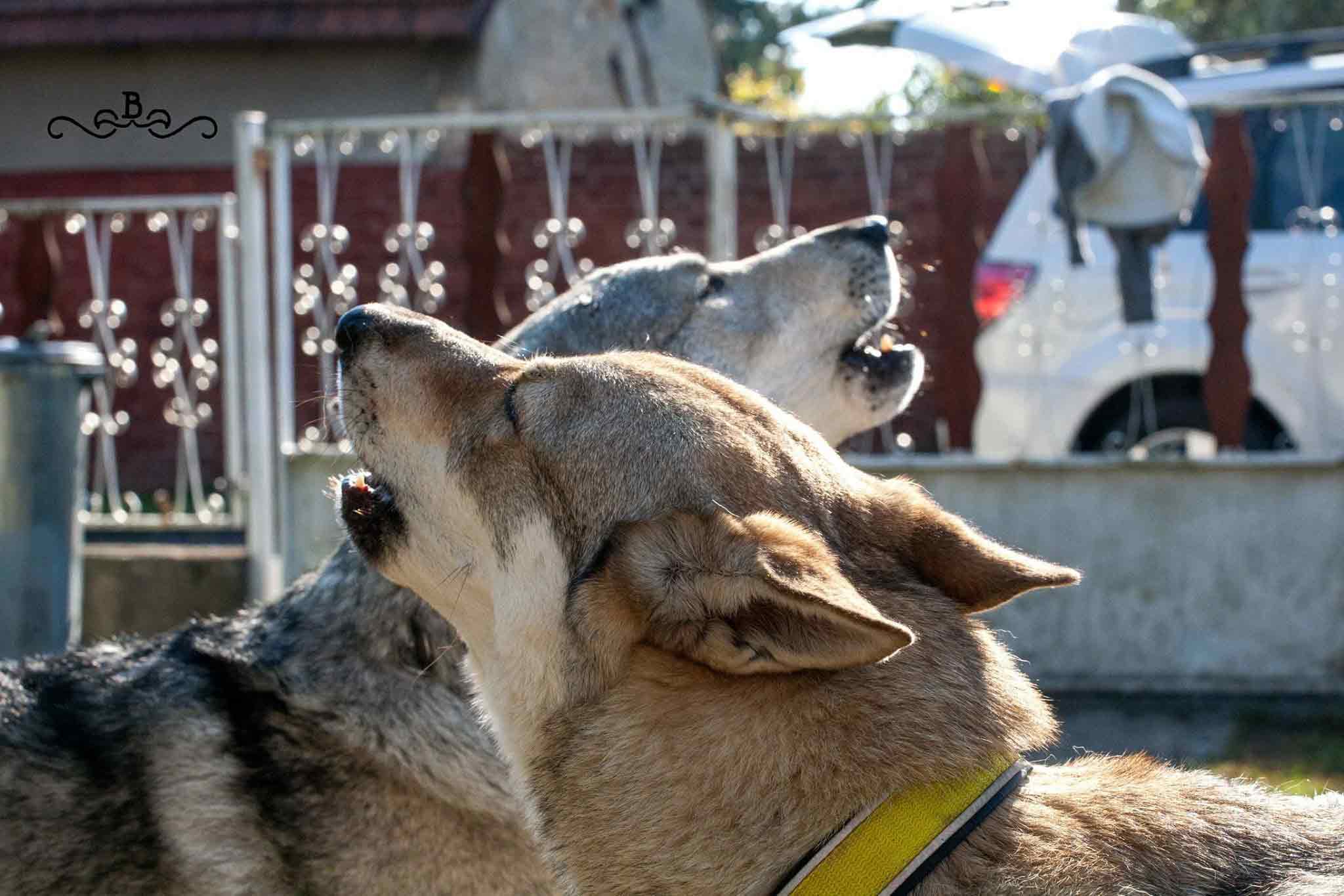 20171031_104309966_iOS Cane lupo cecoslovacco italia milano lombardia cuccioli cucciolata