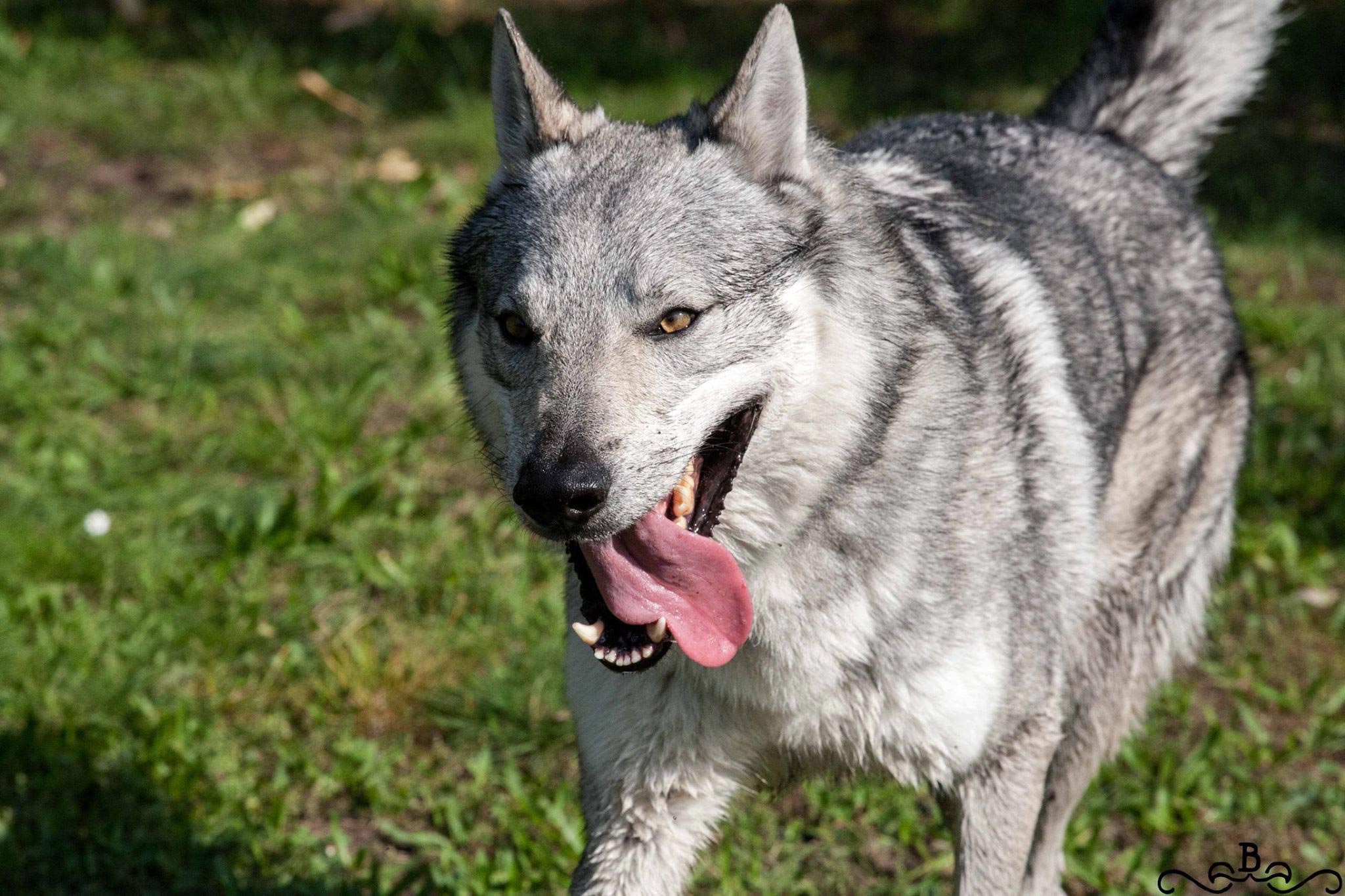 20171031_104316829_iOS Cane lupo cecoslovacco italia milano lombardia cuccioli cucciolata