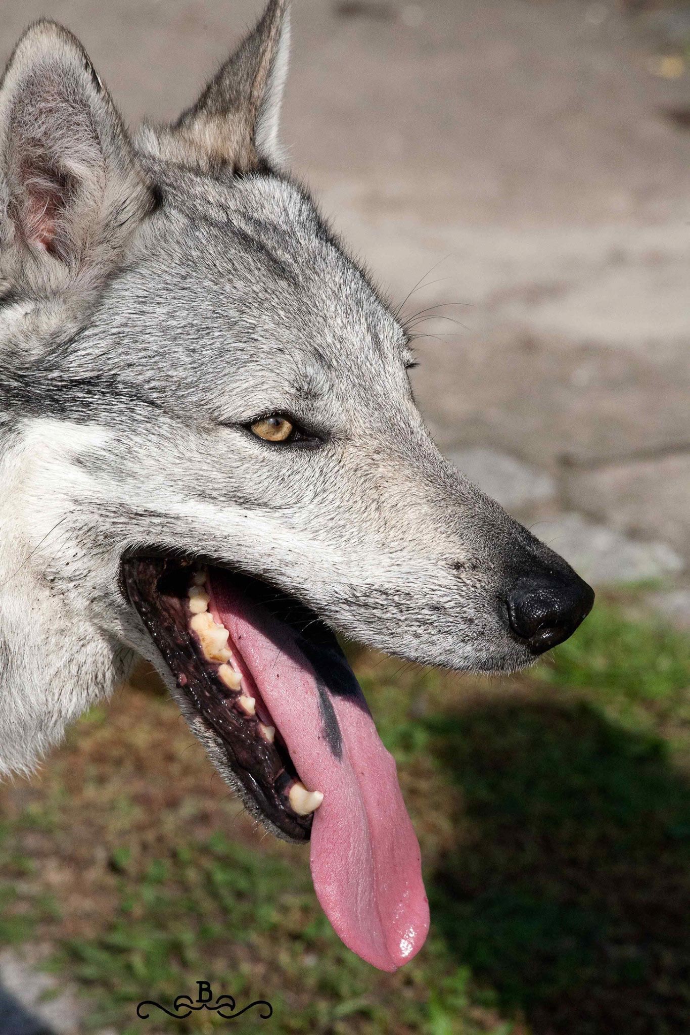 20171031_104319465_iOS Cane lupo cecoslovacco italia milano lombardia cuccioli cucciolata