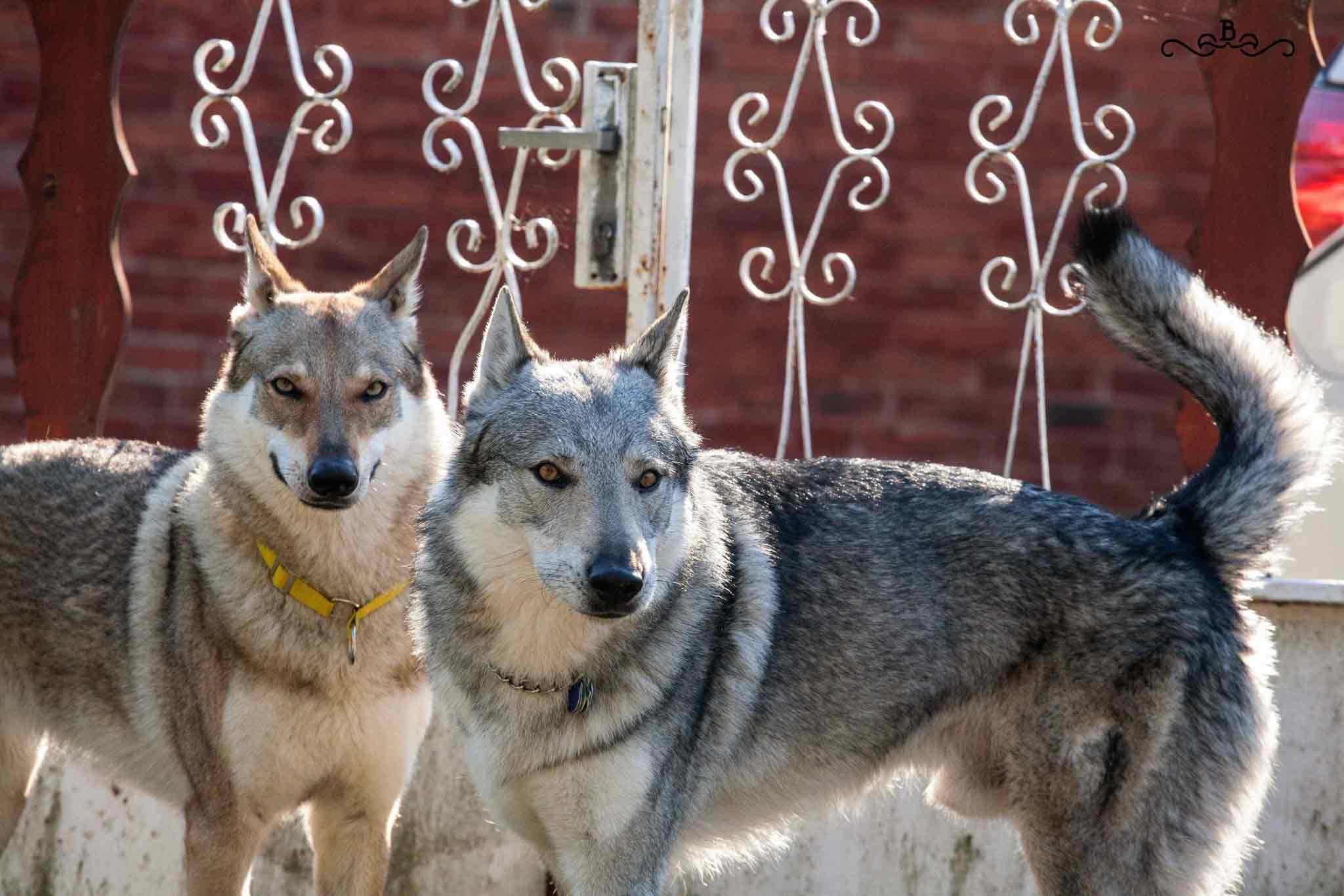 Cane lupo cecoslovacco italia milano lombardia cuccioli cucciolata