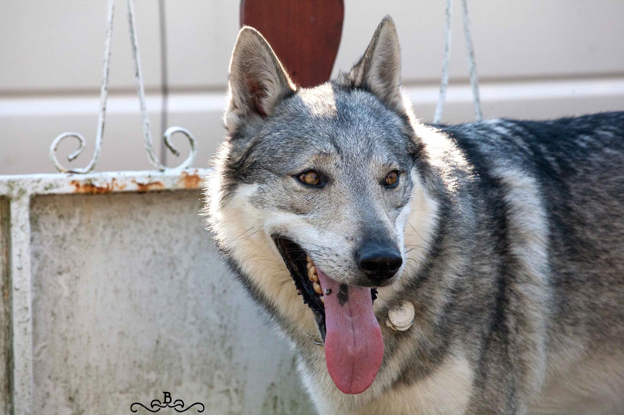 20171031_104344635_iOS Cane lupo cecoslovacco italia milano lombardia cuccioli cucciolata