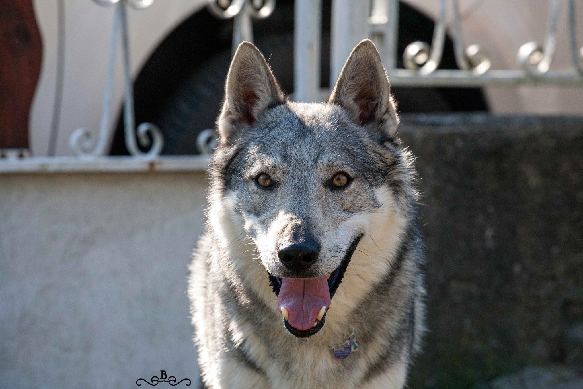 20171031_104349452_iOS Cane lupo cecoslovacco italia milano lombardia cuccioli cucciolata