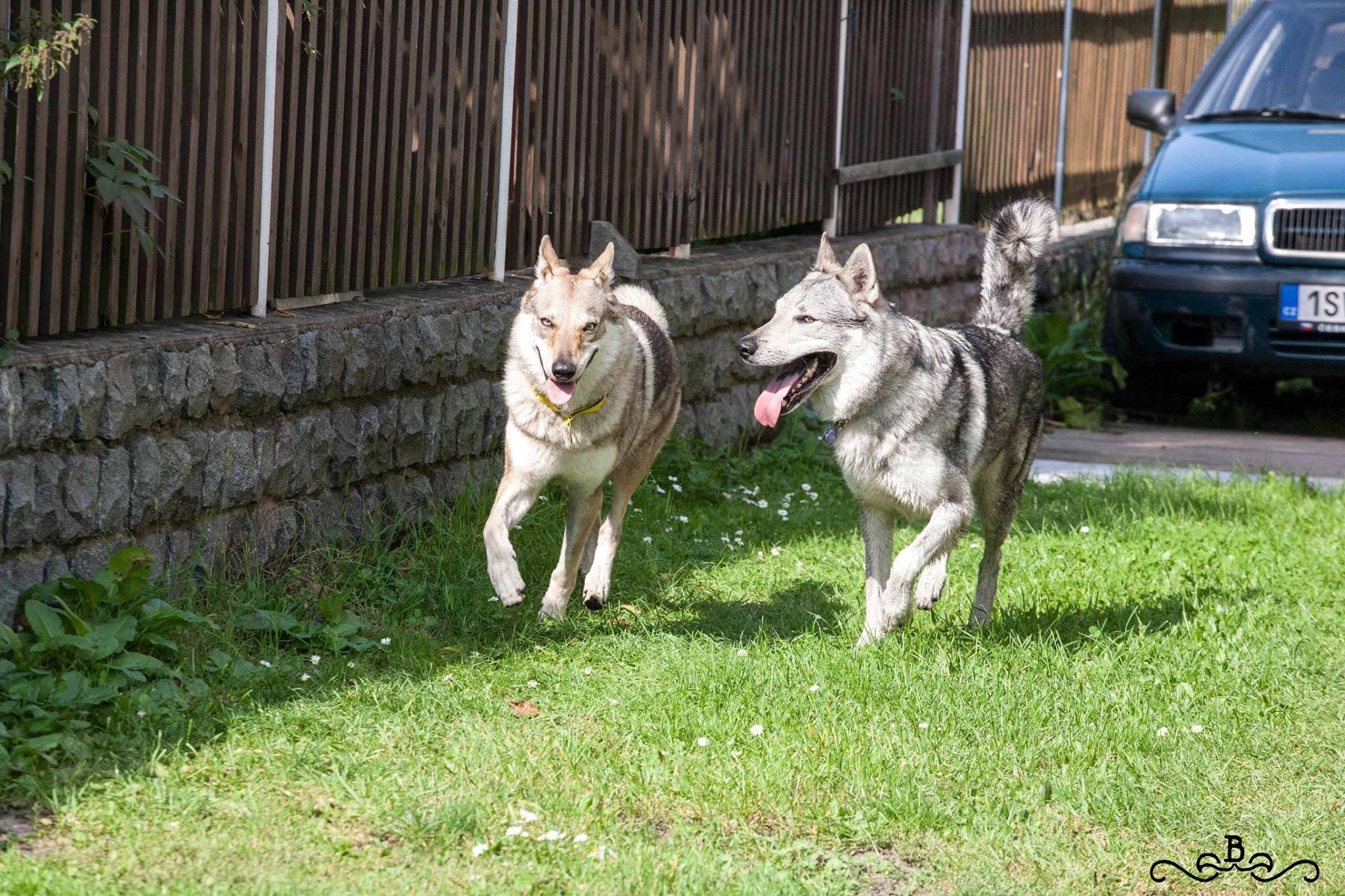 20171031_104354076_iOS Cane lupo cecoslovacco italia milano lombardia cuccioli cucciolata