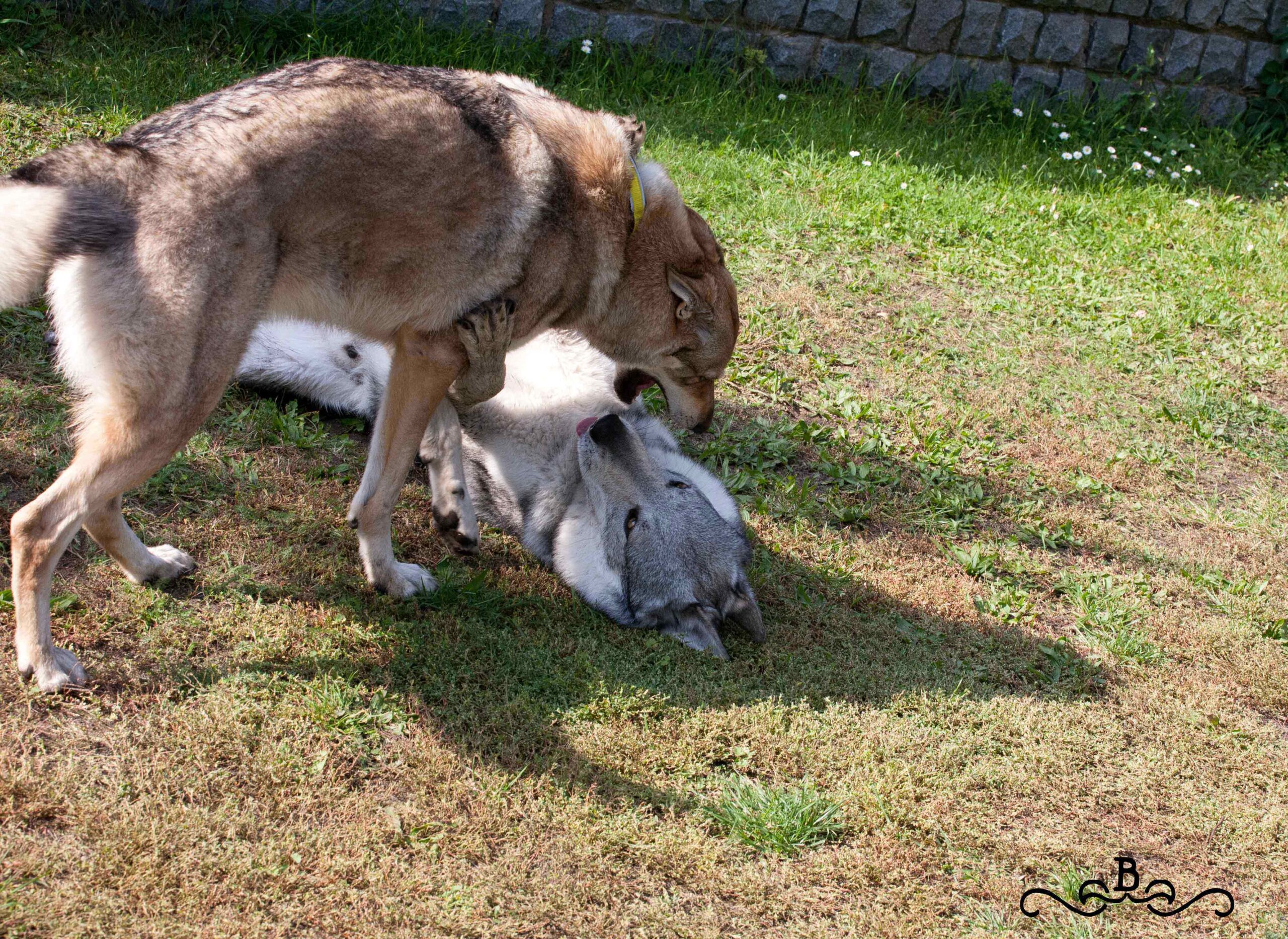 Cane lupo cecoslovacco italia milano lombardia cuccioli cucciolata
