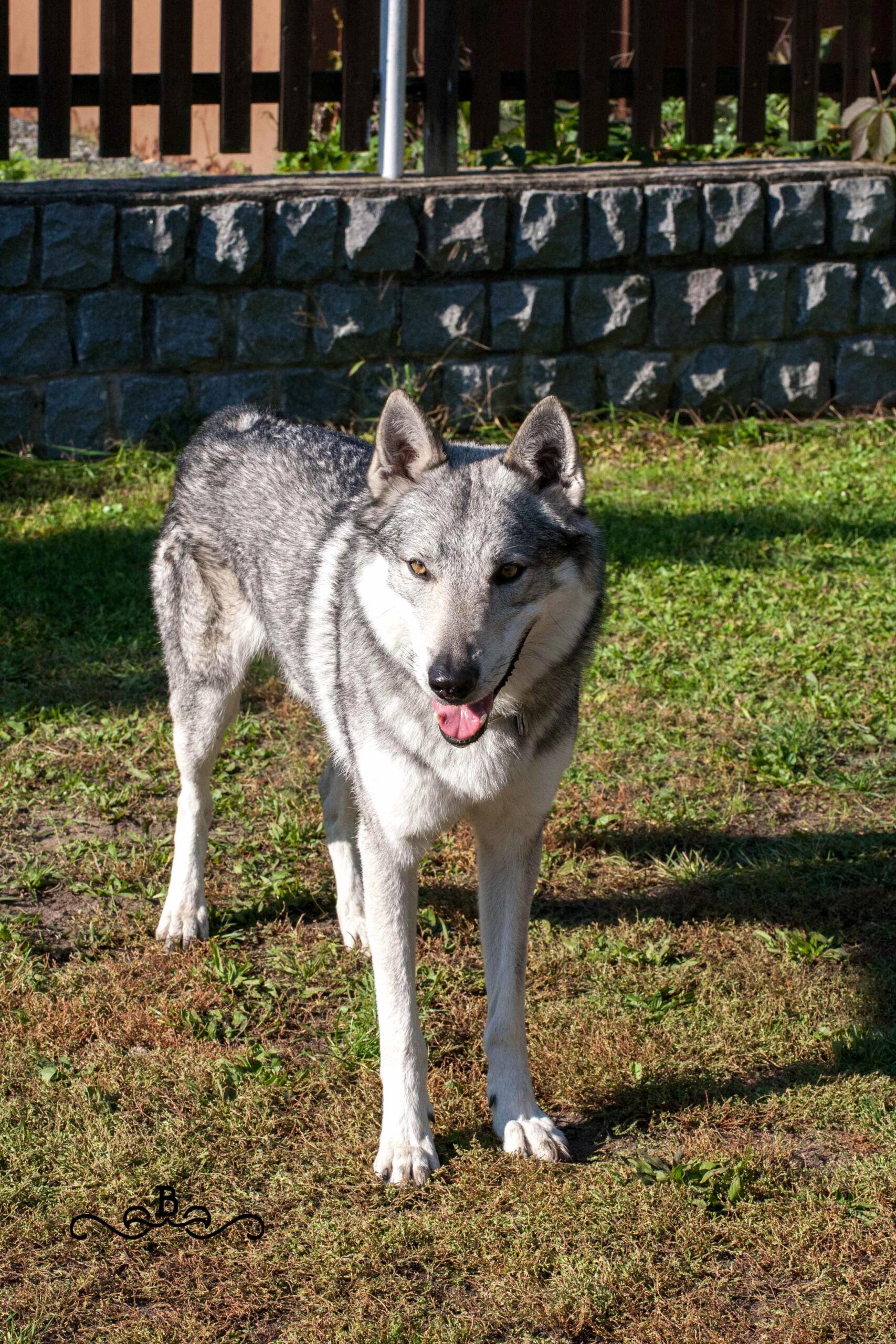 20171115_212453829_iOS Cane lupo cecoslovacco italia milano lombardia cuccioli cucciolata