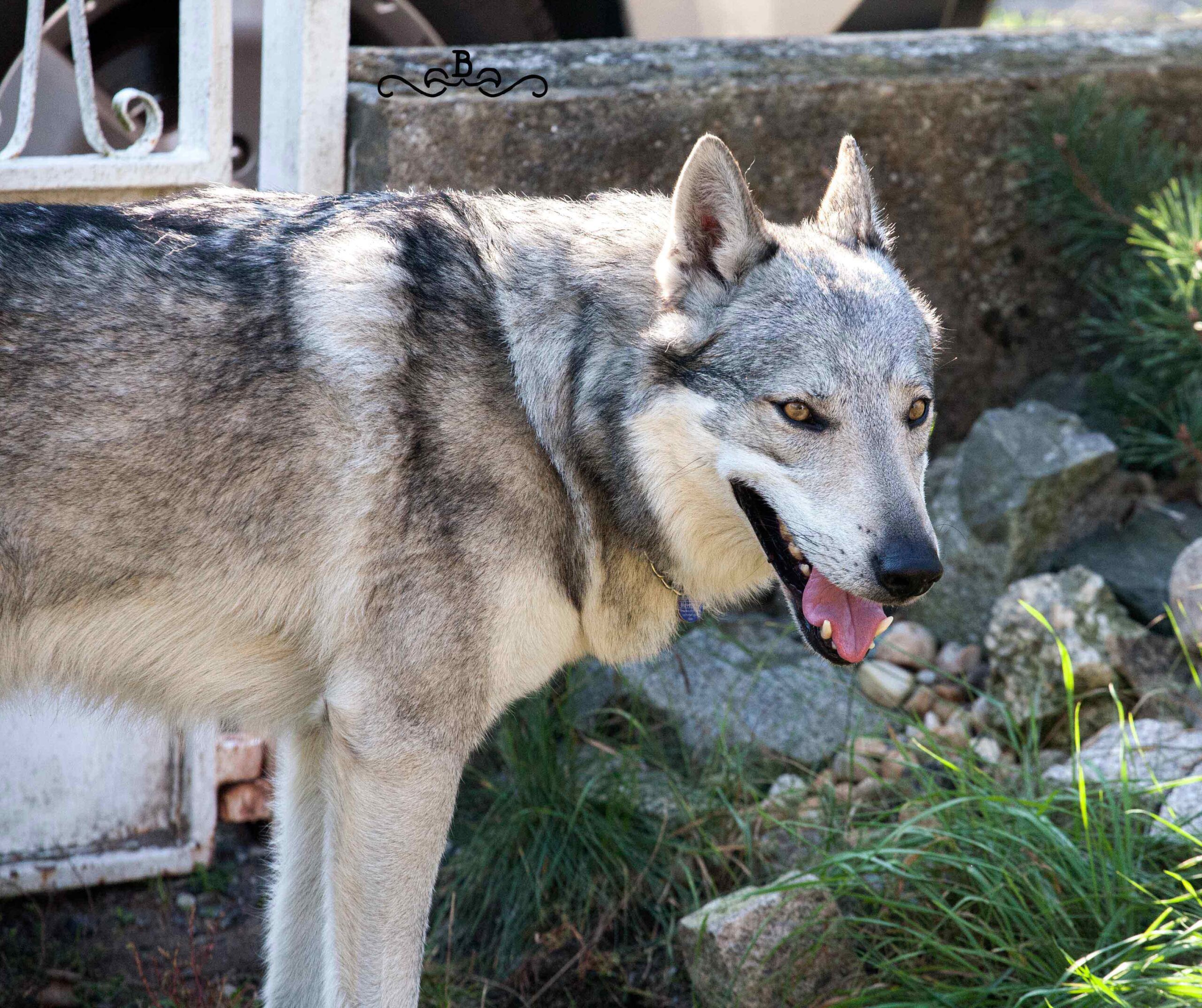20171115_212712223_iOS Cane lupo cecoslovacco italia milano lombardia cuccioli cucciolata
