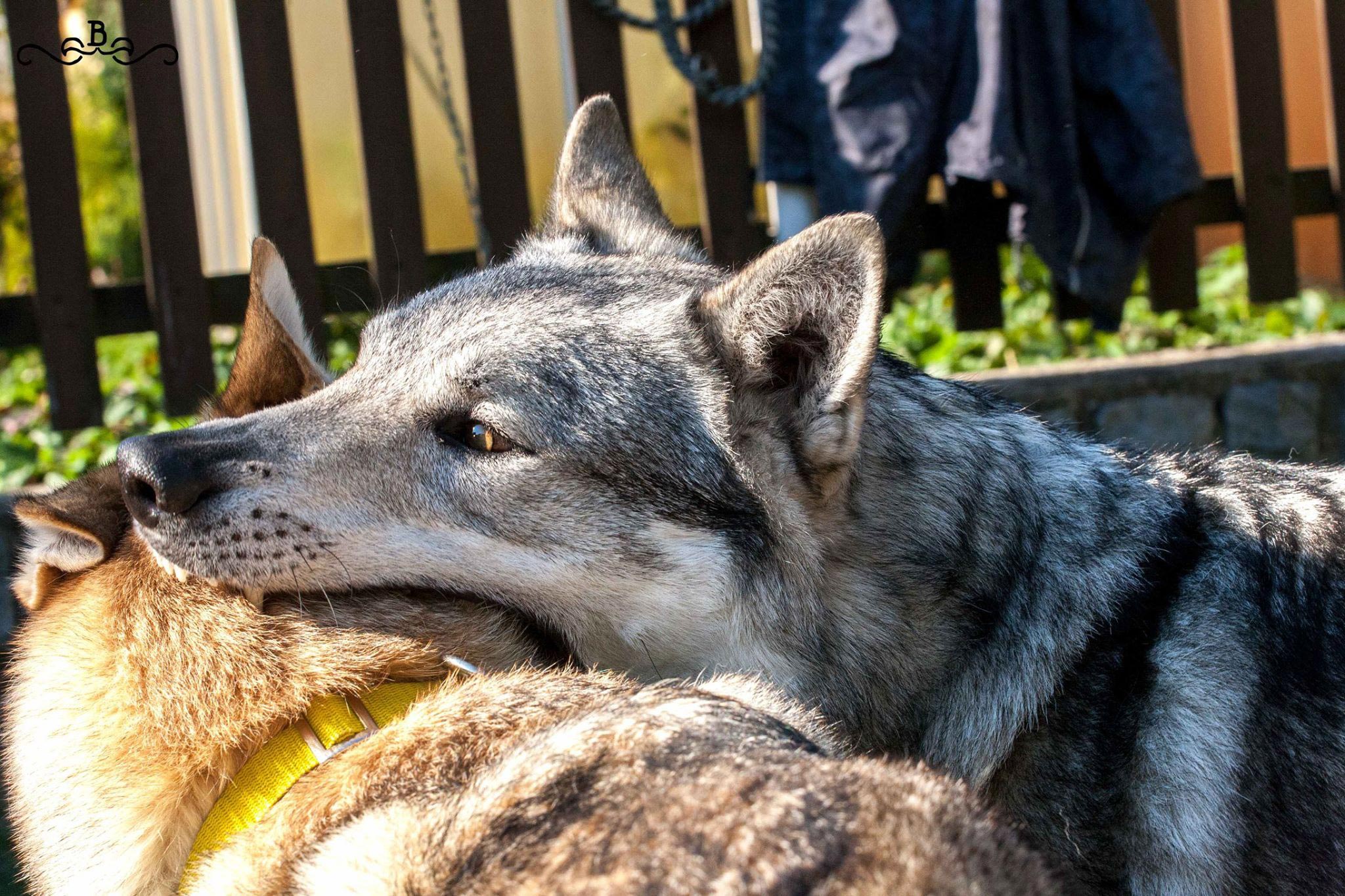 Ab2 Cane lupo cecoslovacco italia milano lombardia cuccioli cucciolata