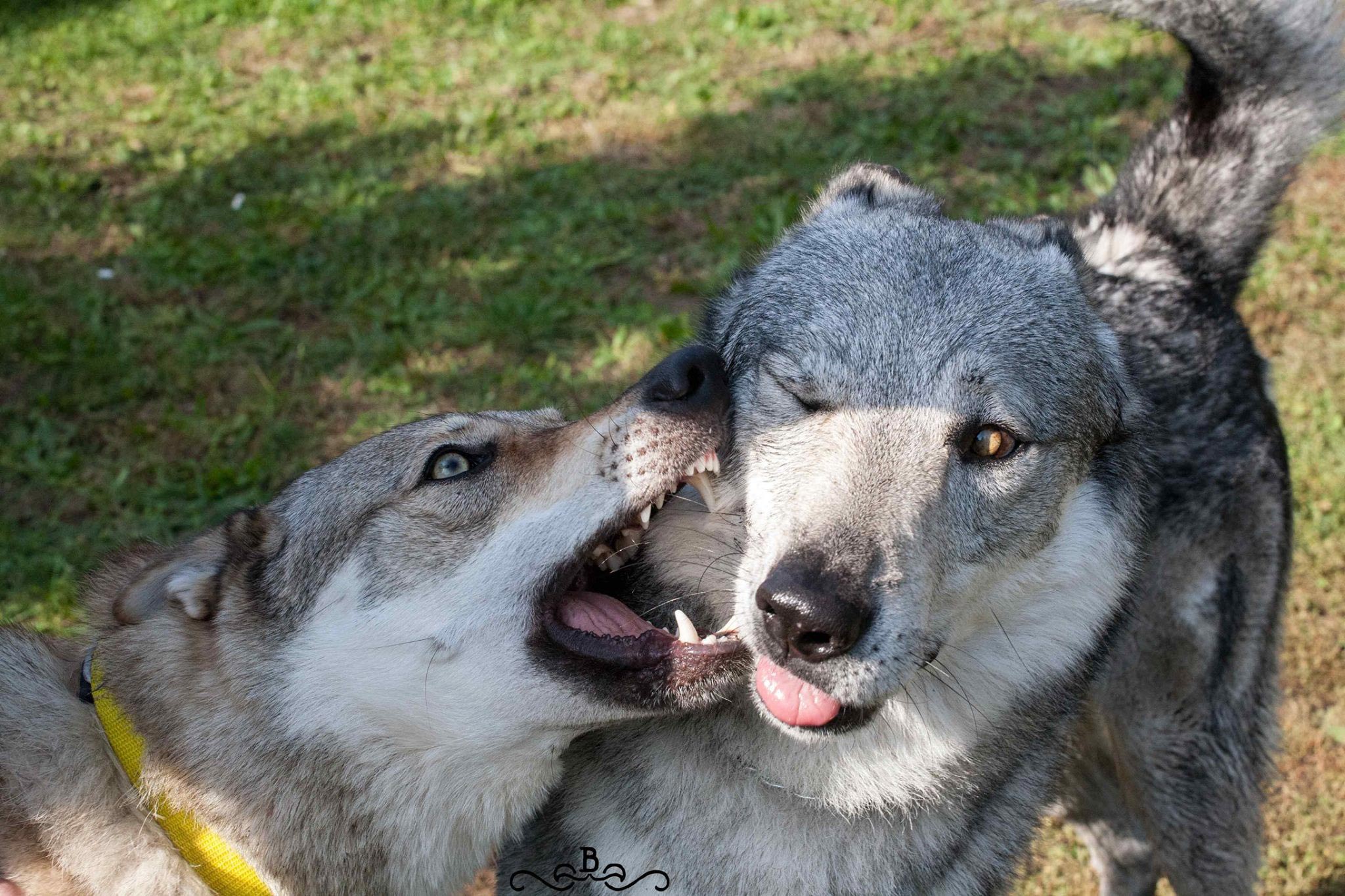Ab3 Cane lupo cecoslovacco italia milano lombardia cuccioli cucciolata