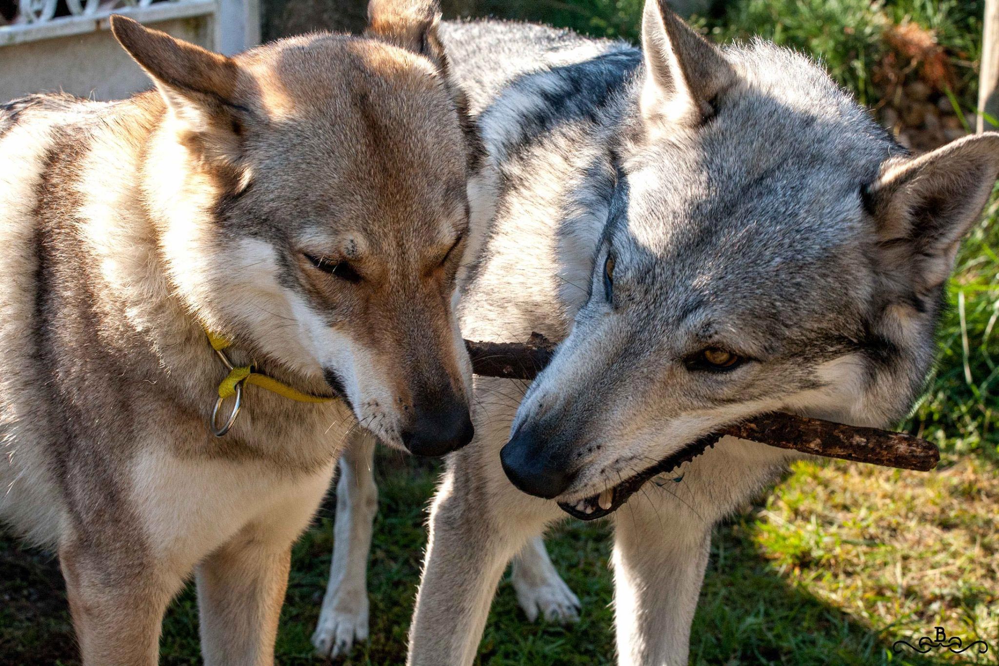 Ab4 Cane lupo cecoslovacco italia milano lombardia cuccioli cucciolata
