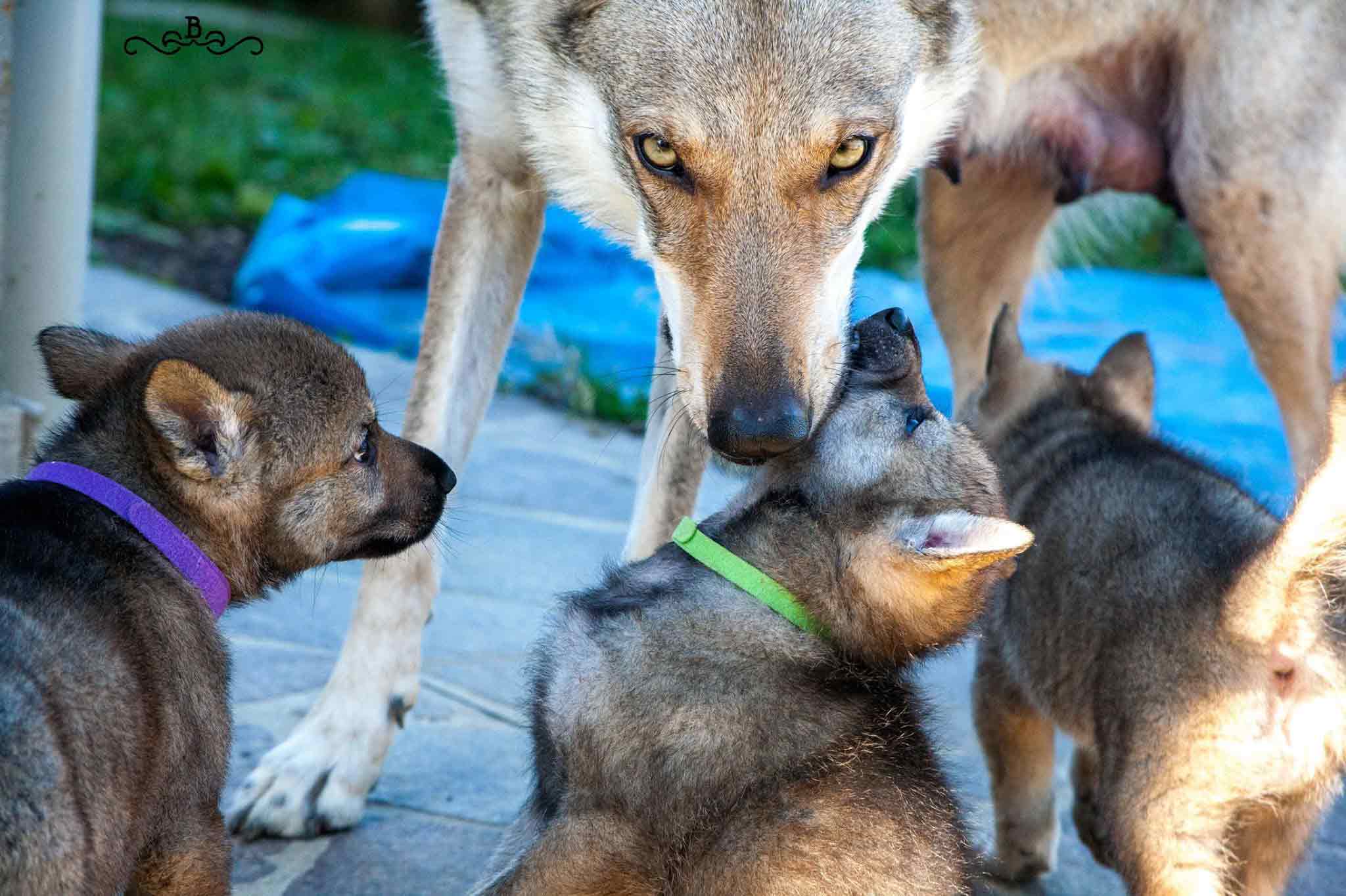 Bibi-Mamma Cane lupo cecoslovacco italia milano lombardia cuccioli cucciolata