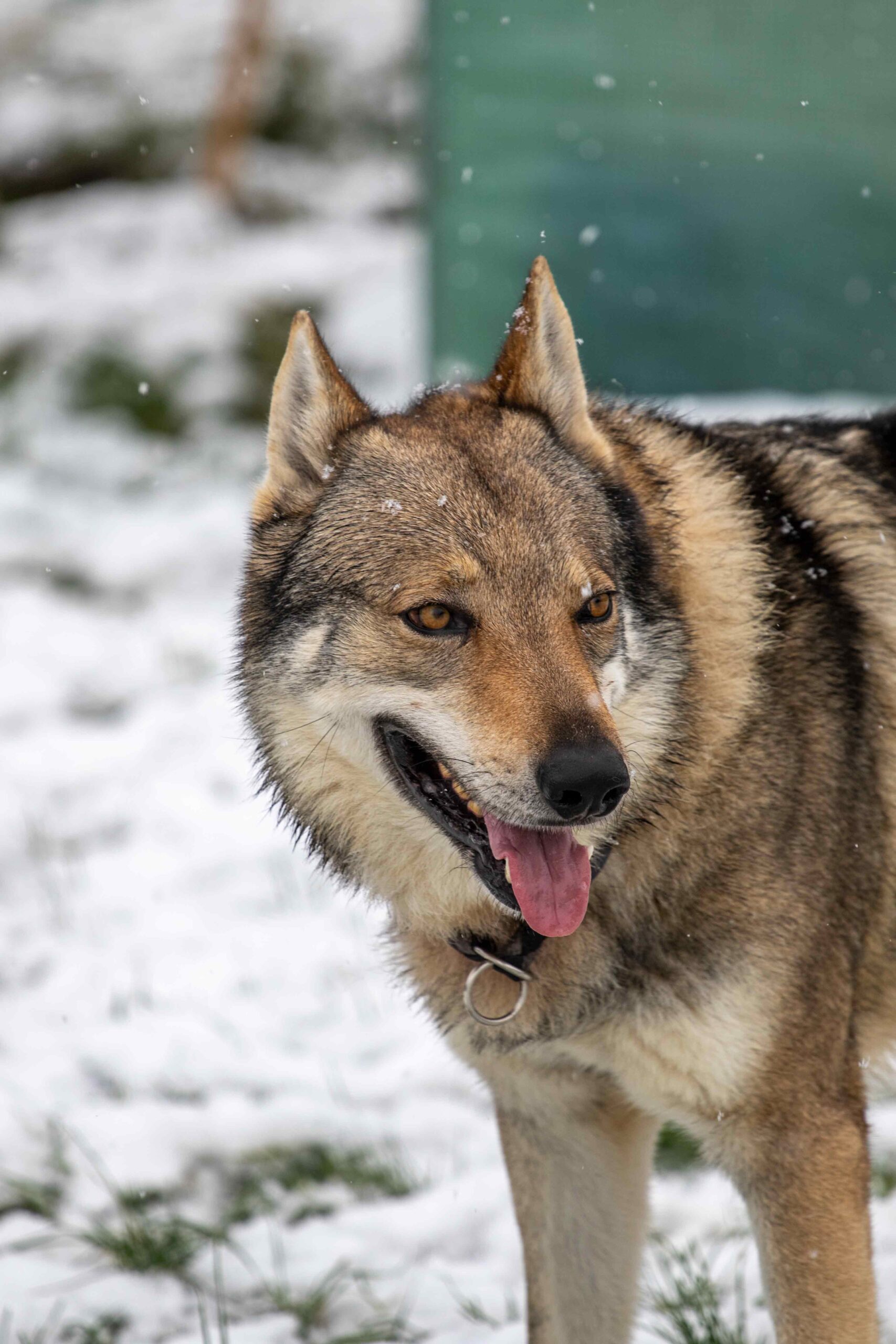 EH9A9079 Cane lupo cecoslovacco italia milano lombardia cuccioli cucciolata