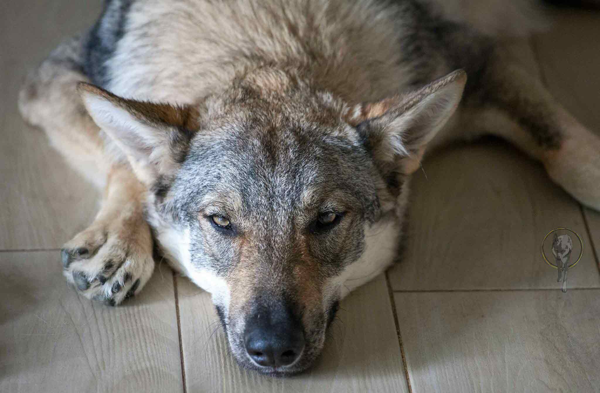 Polly18 Ananche Kyr Royal Cane lupo cecoslovacco italia milano lombardia