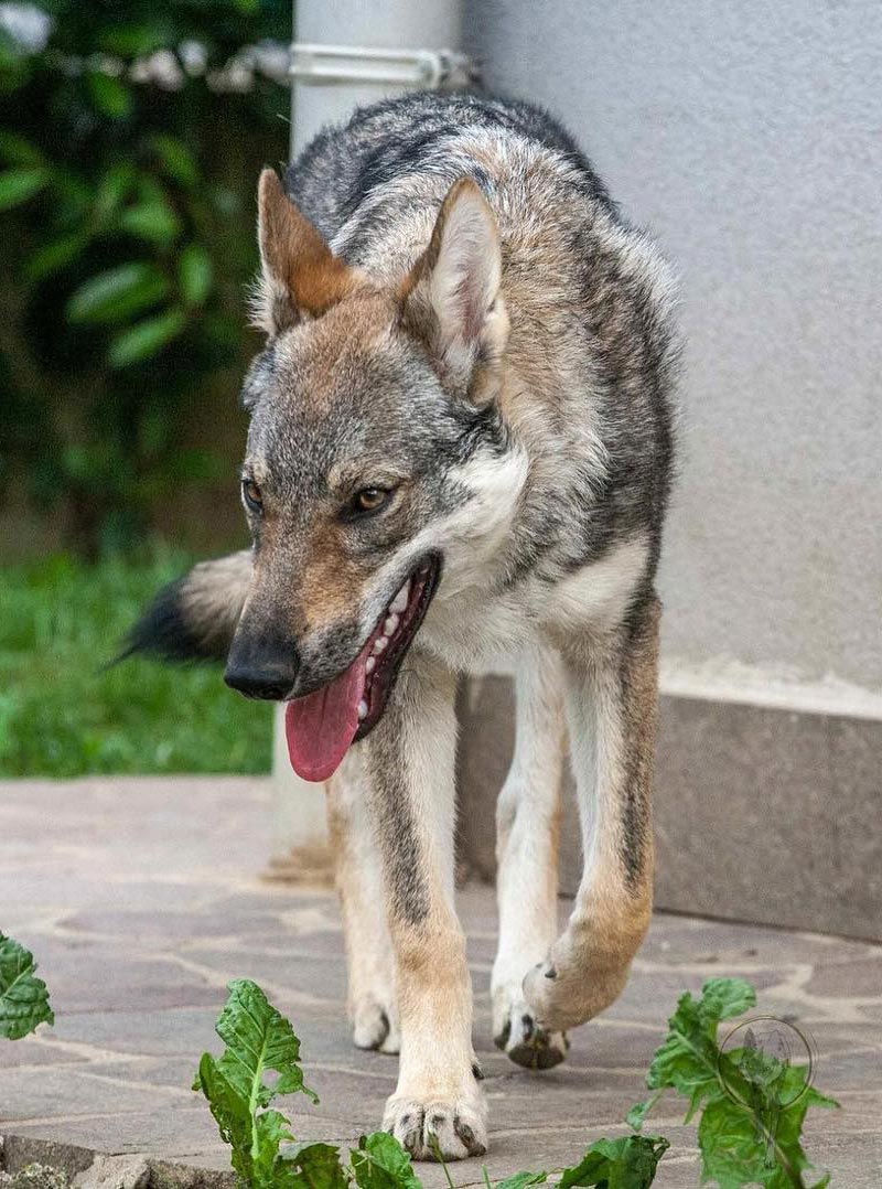 Ananche Kyr Royal Cane lupo cecoslovacco italia milano lombardia