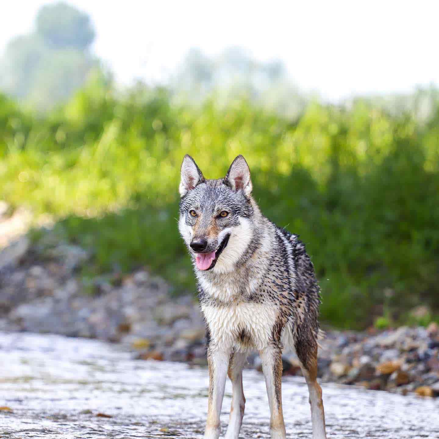 Polly34 Ananche Kyr Royal Cane lupo cecoslovacco italia milano lombardia