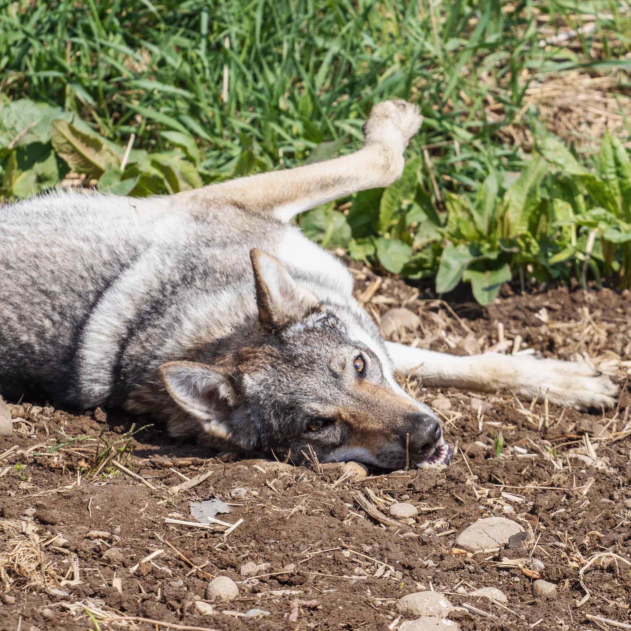 Polly35 Ananche Kyr Royal Cane lupo cecoslovacco italia milano lombardia