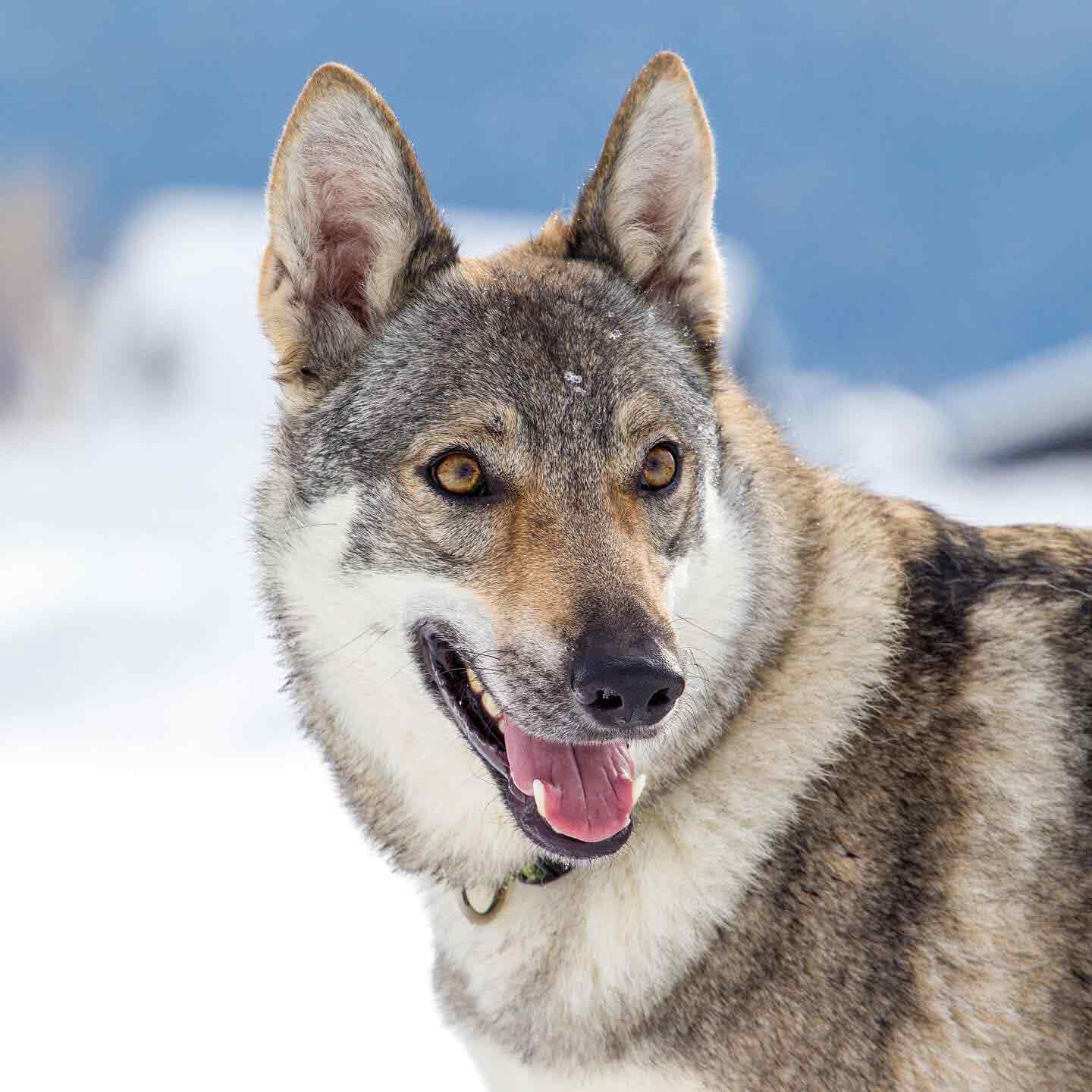 Polly36 Ananche Kyr Royal Cane lupo cecoslovacco italia milano lombardia
