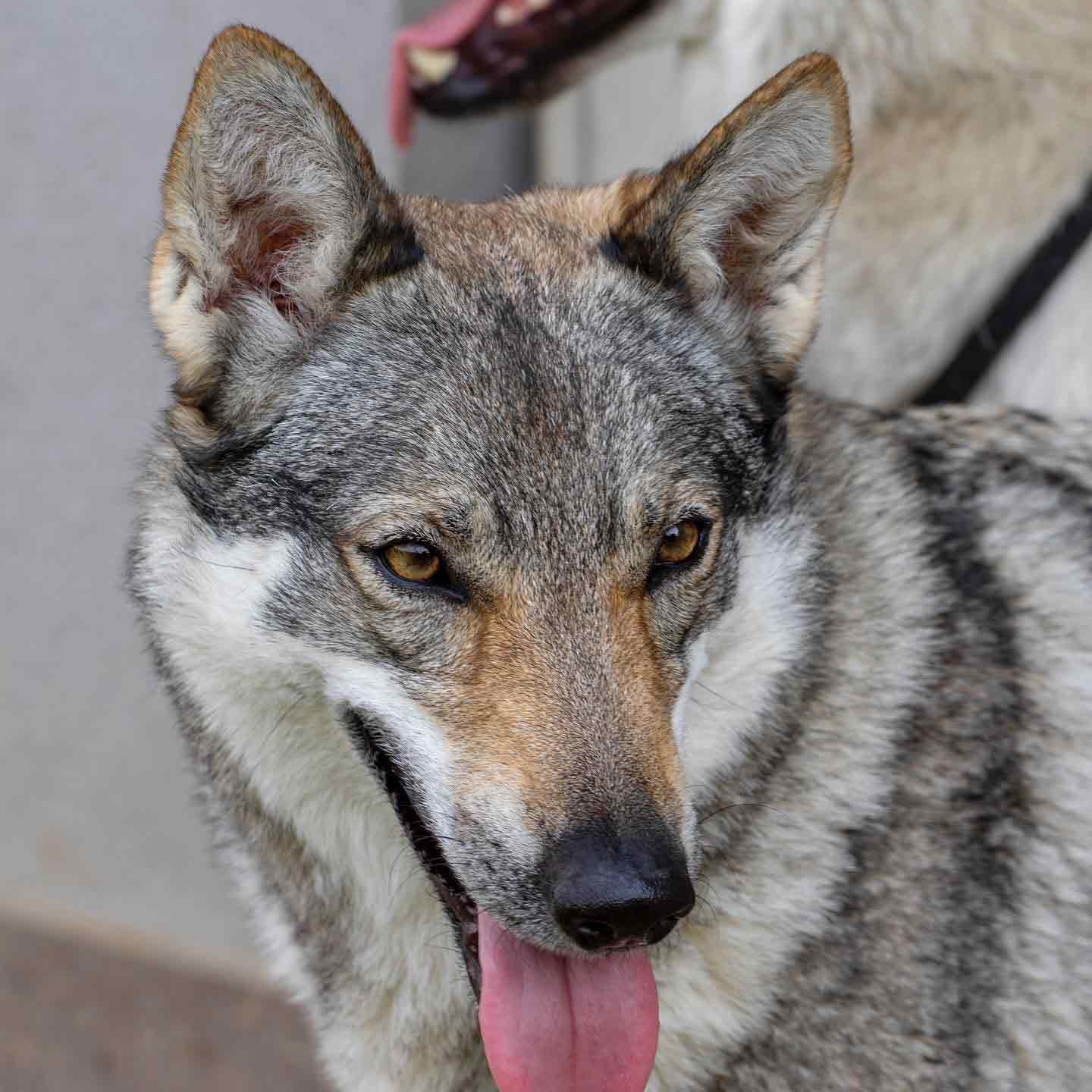 Polly39 Ananche Kyr Royal Cane lupo cecoslovacco italia milano lombardia