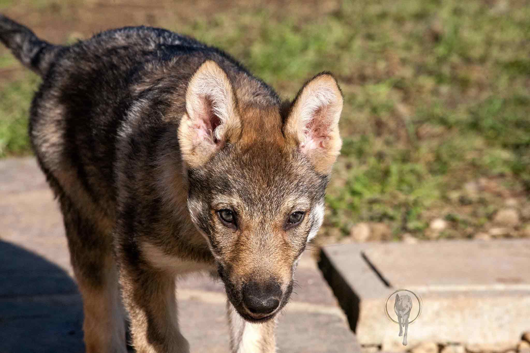 Polly4 Ananche Kyr Royal Cane lupo cecoslovacco italia milano lombardia