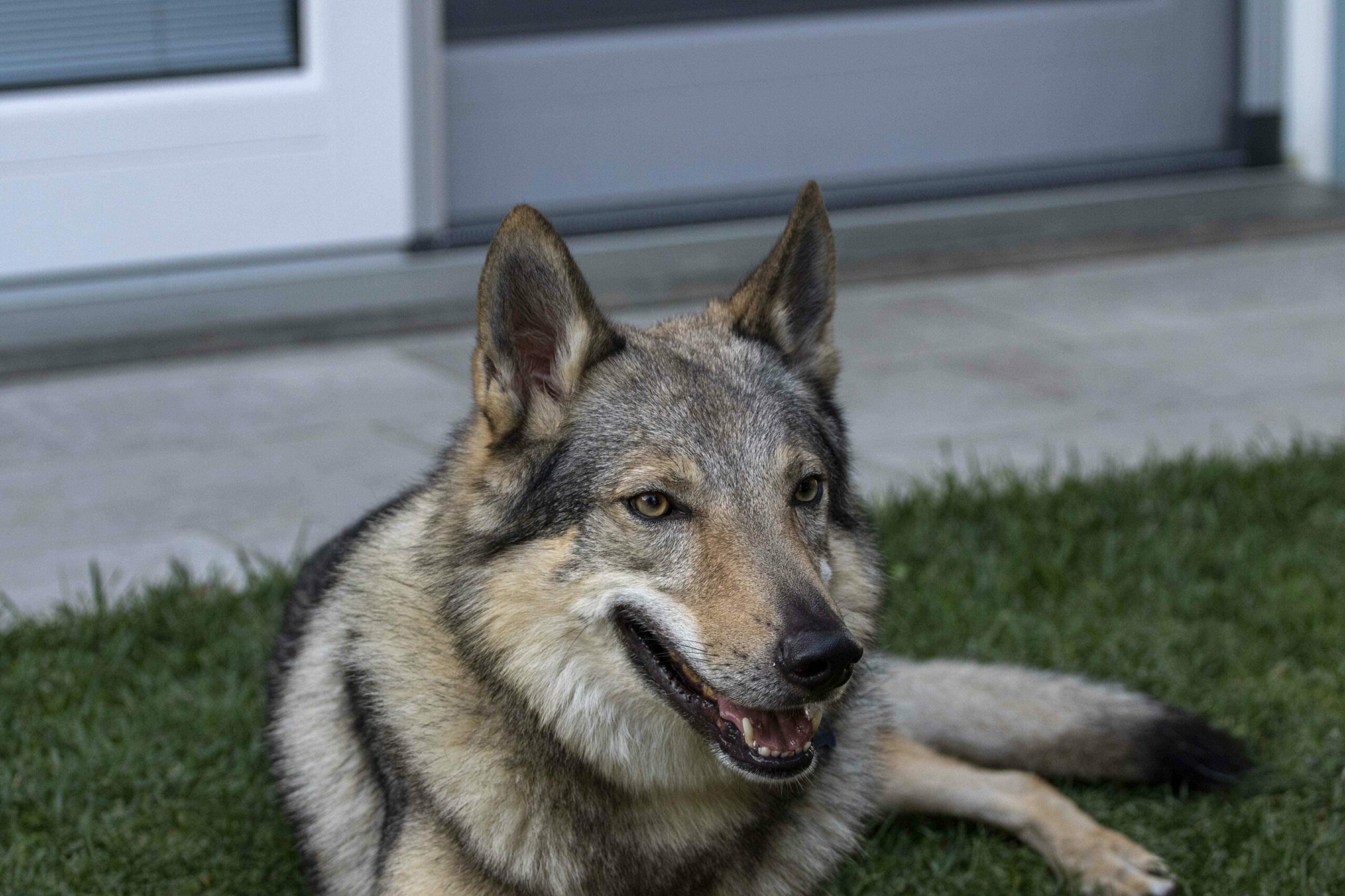 eh9a0209_optimized Cane lupo cecoslovacco italia milano lombardia cuccioli cucciolata