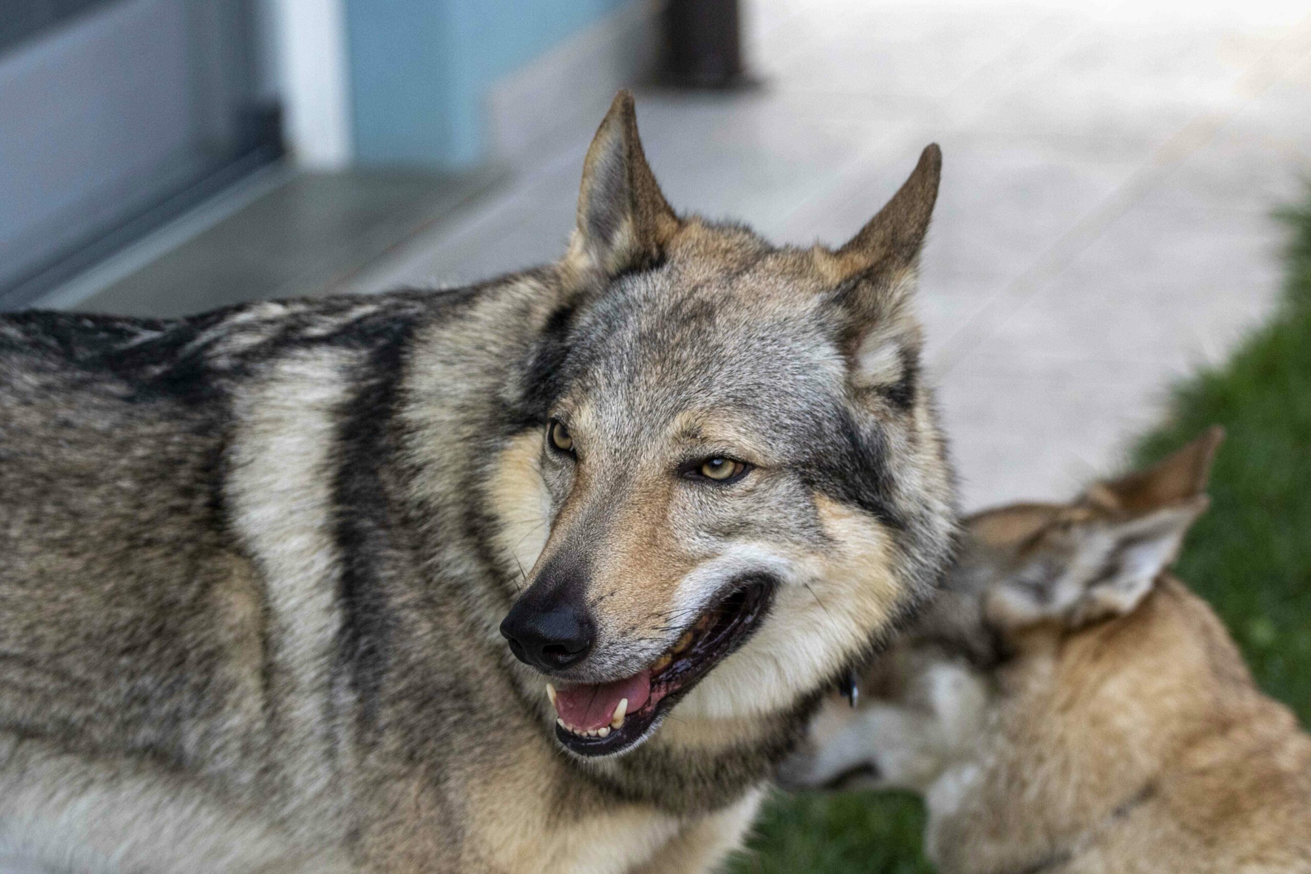 g1_optimized Cane lupo cecoslovacco italia milano lombardia cuccioli cucciolata