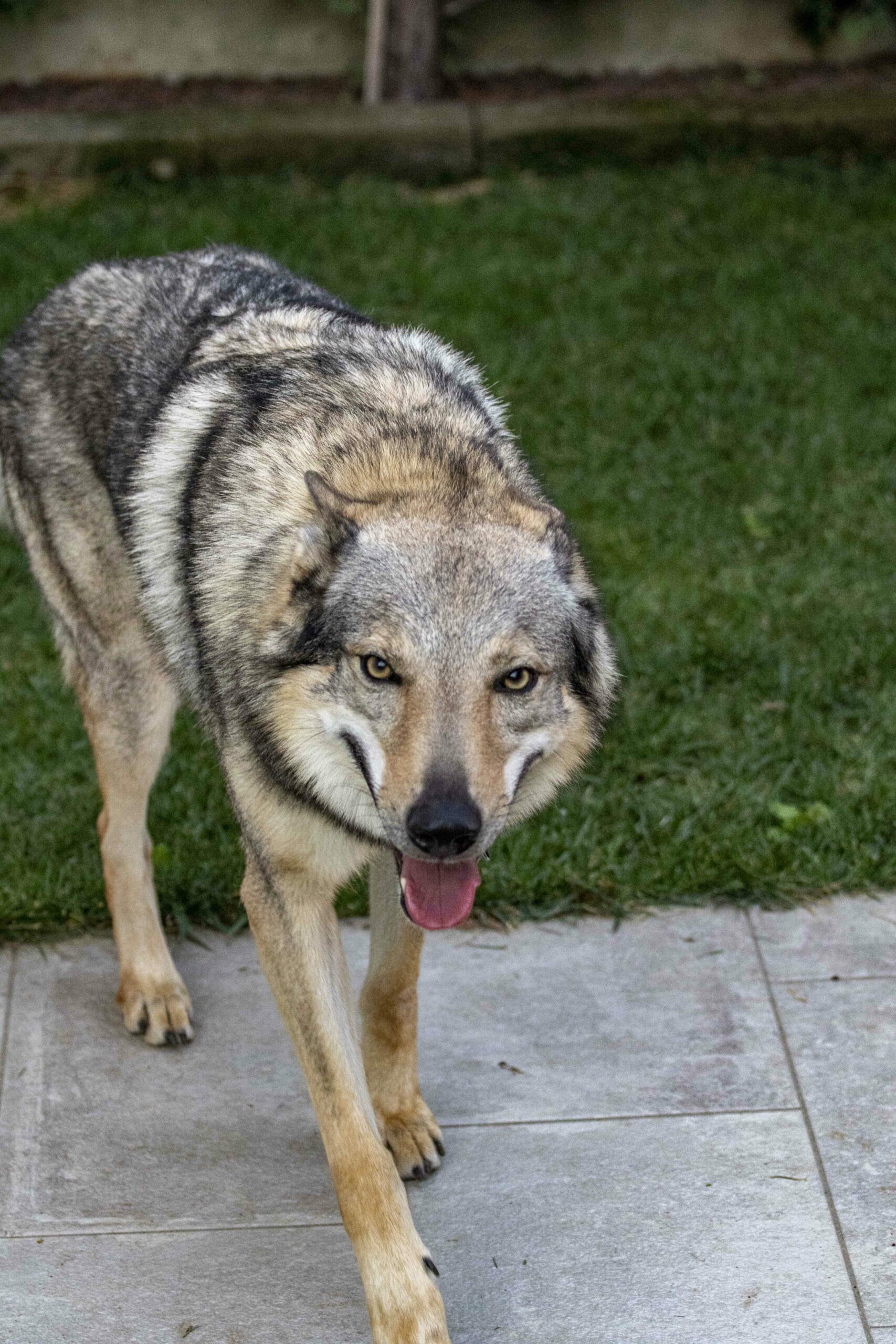 g22bis_optimized Cane lupo cecoslovacco italia milano lombardia cuccioli cucciolata