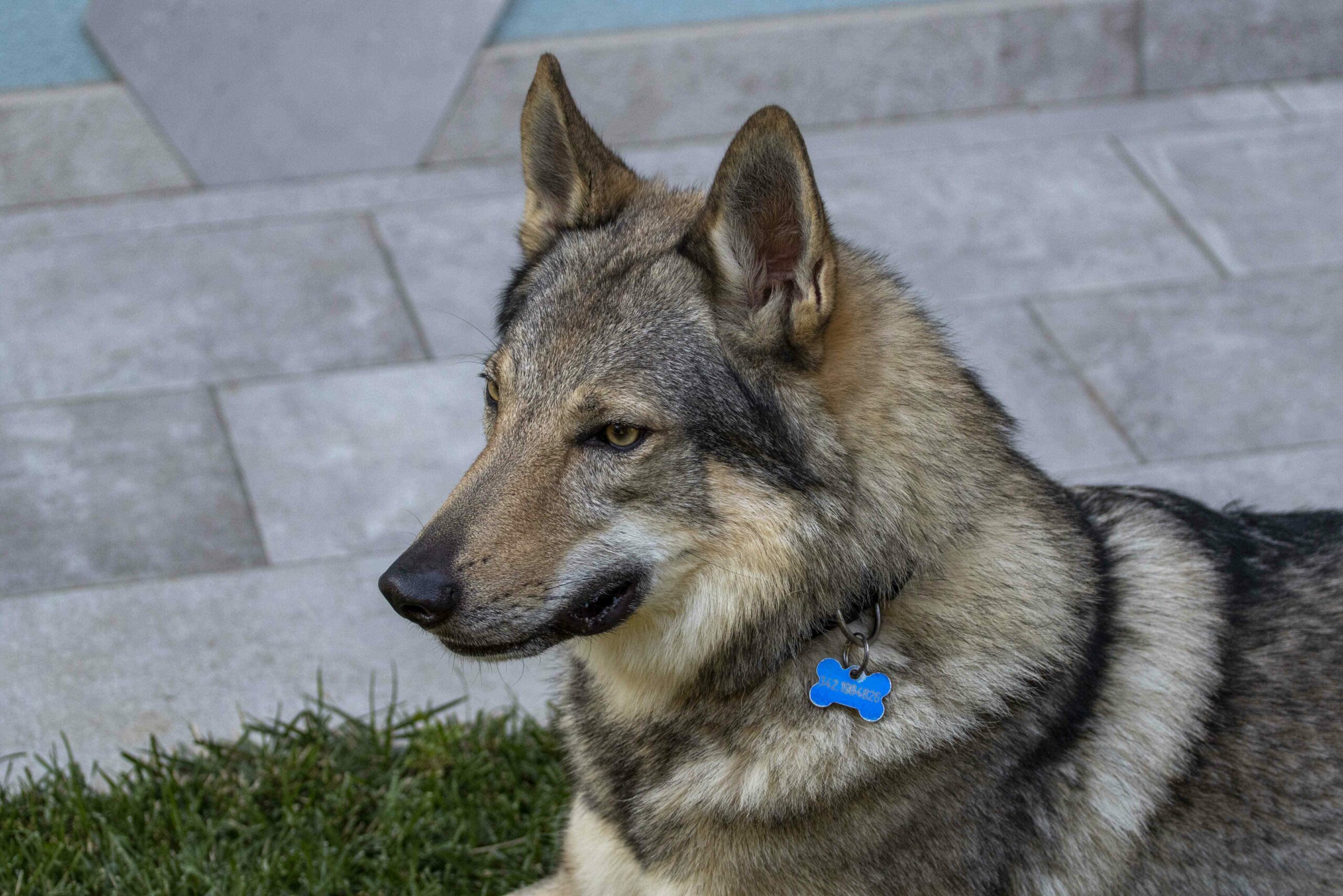 g25_optimized Cane lupo cecoslovacco italia milano lombardia cuccioli cucciolata