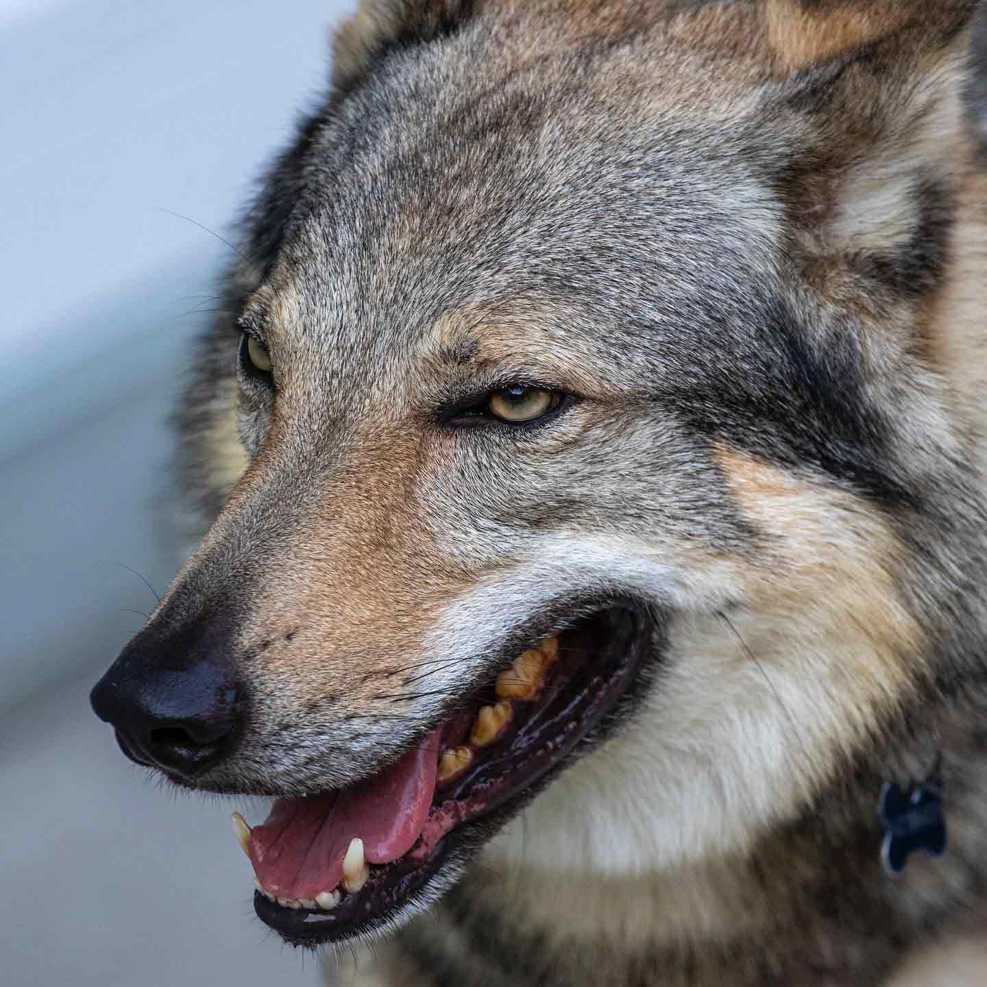 g3 Cane lupo cecoslovacco italia milano lombardia cuccioli cucciolata